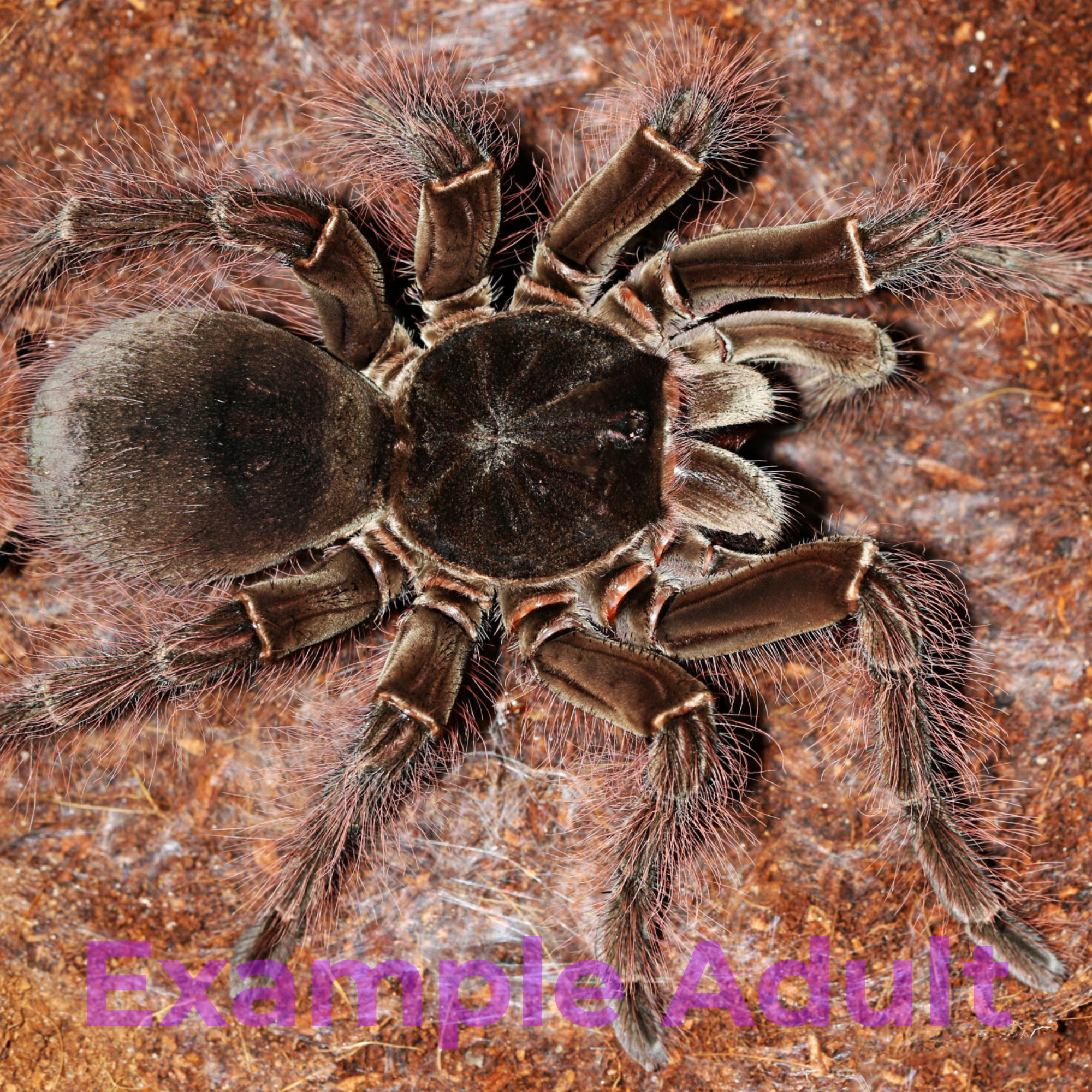 Theraphosa blondi 1.5"