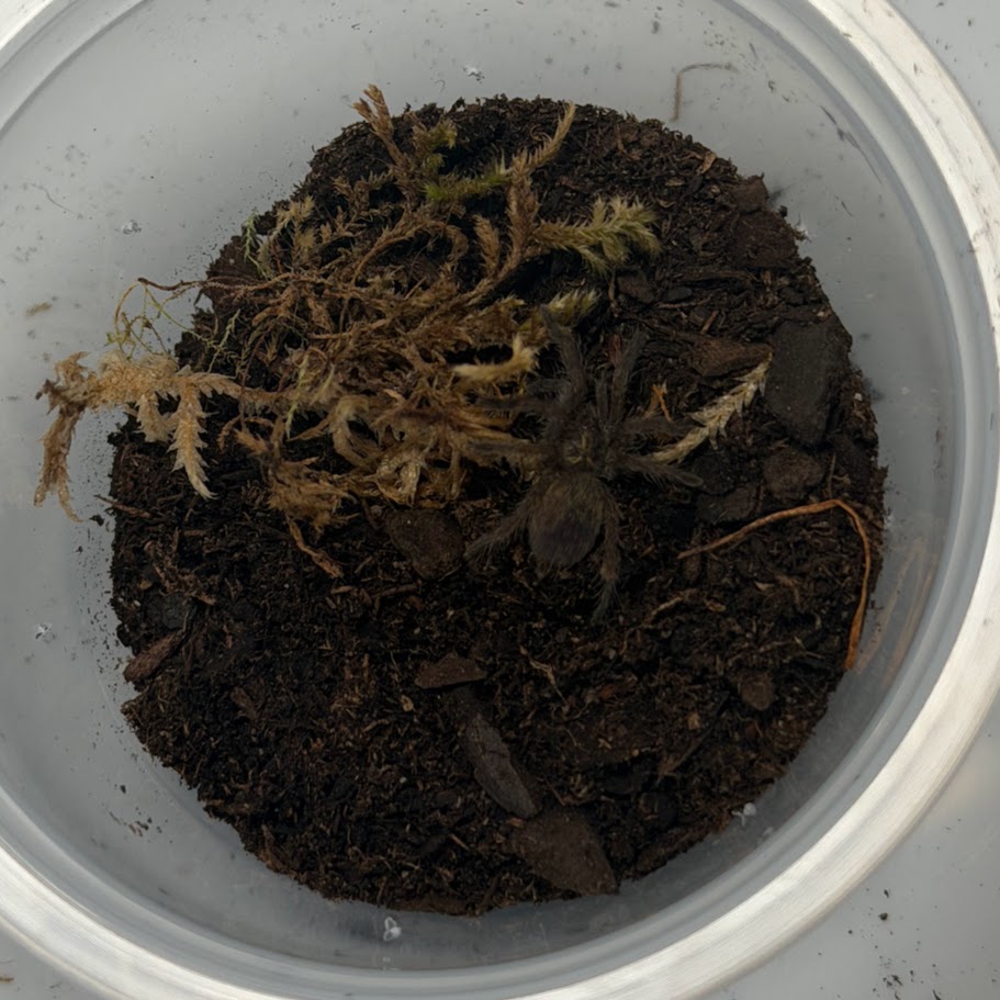 Ceratogyrus darlingi - 1"