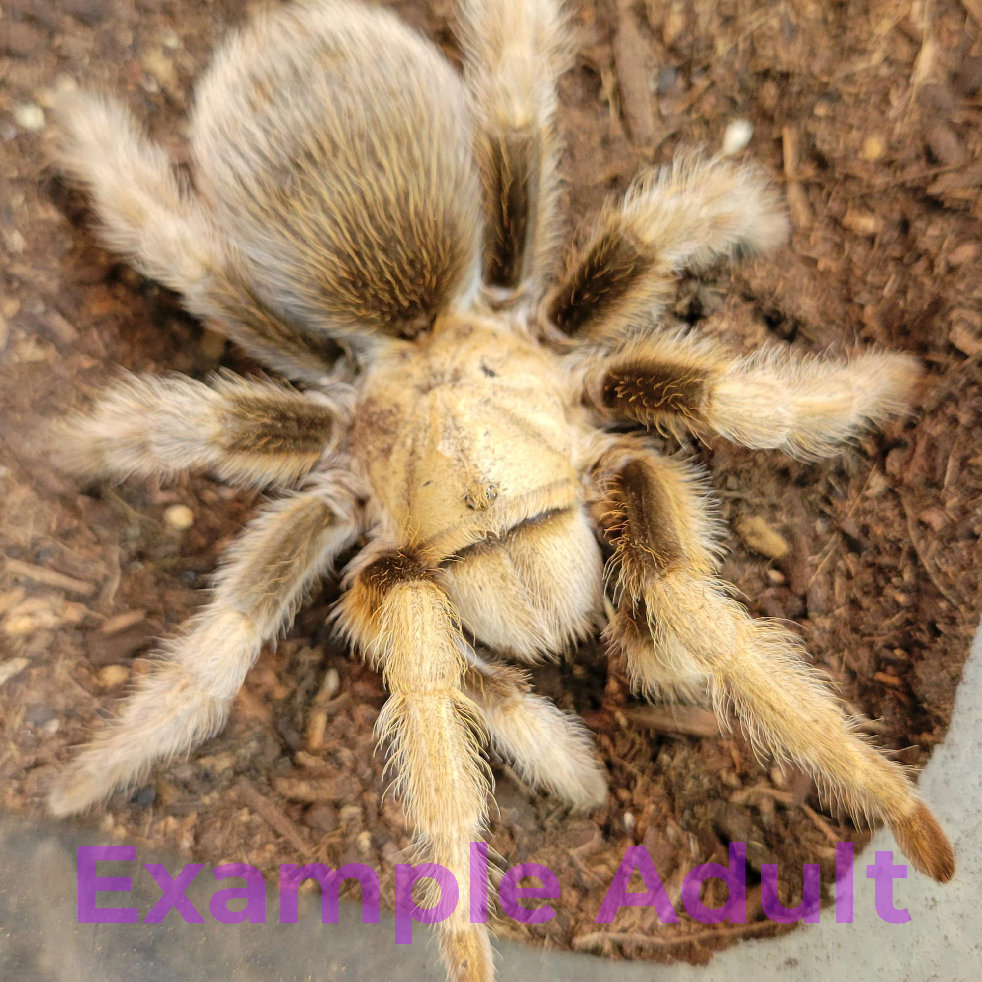 Aphonopelma chalcodes - 0.5"
