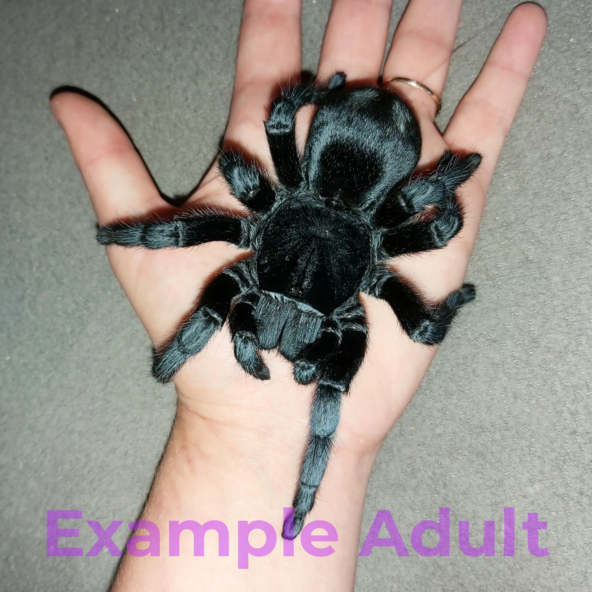Grammostola pulchra - 1"