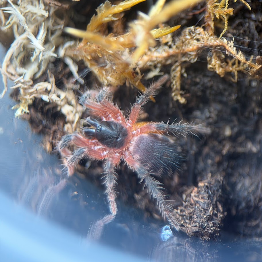 Davus sp. Panama 0.5"