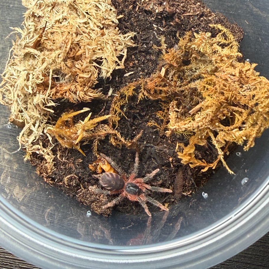 Davus sp. Panama 0.5"