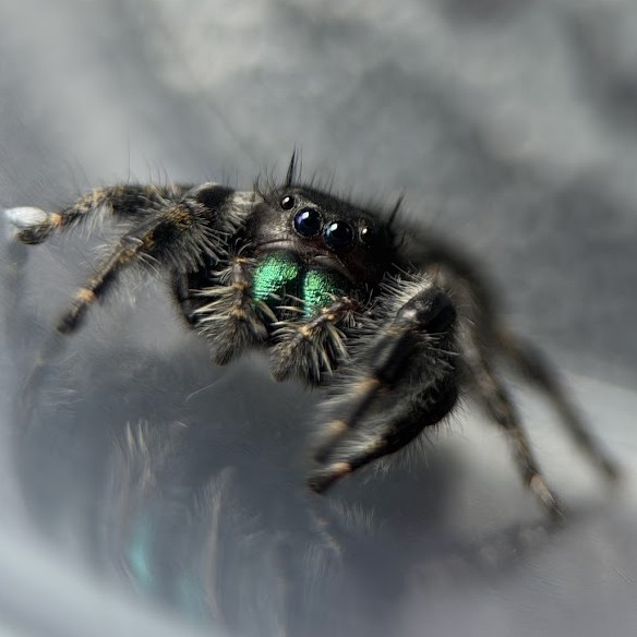 Phidippus Audax Adult - Female