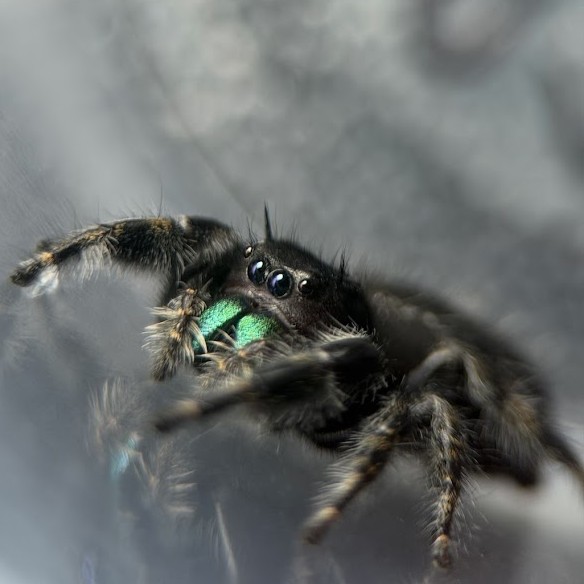 Phidippus Audax Adult - Female