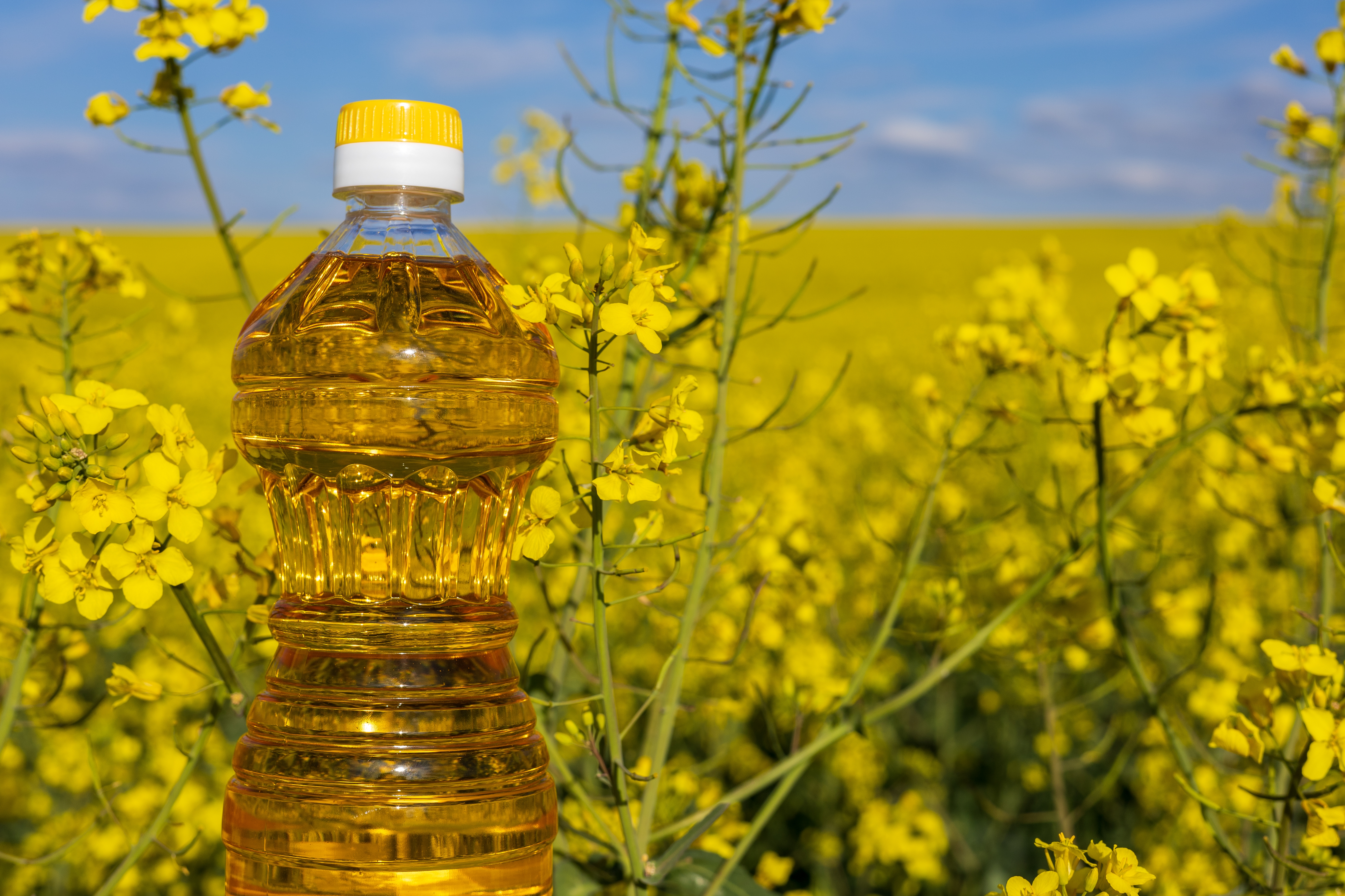 Tarkash Kacchi Ghani Oil