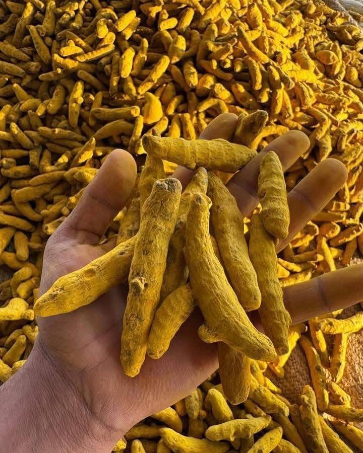 Tarkash Haldi