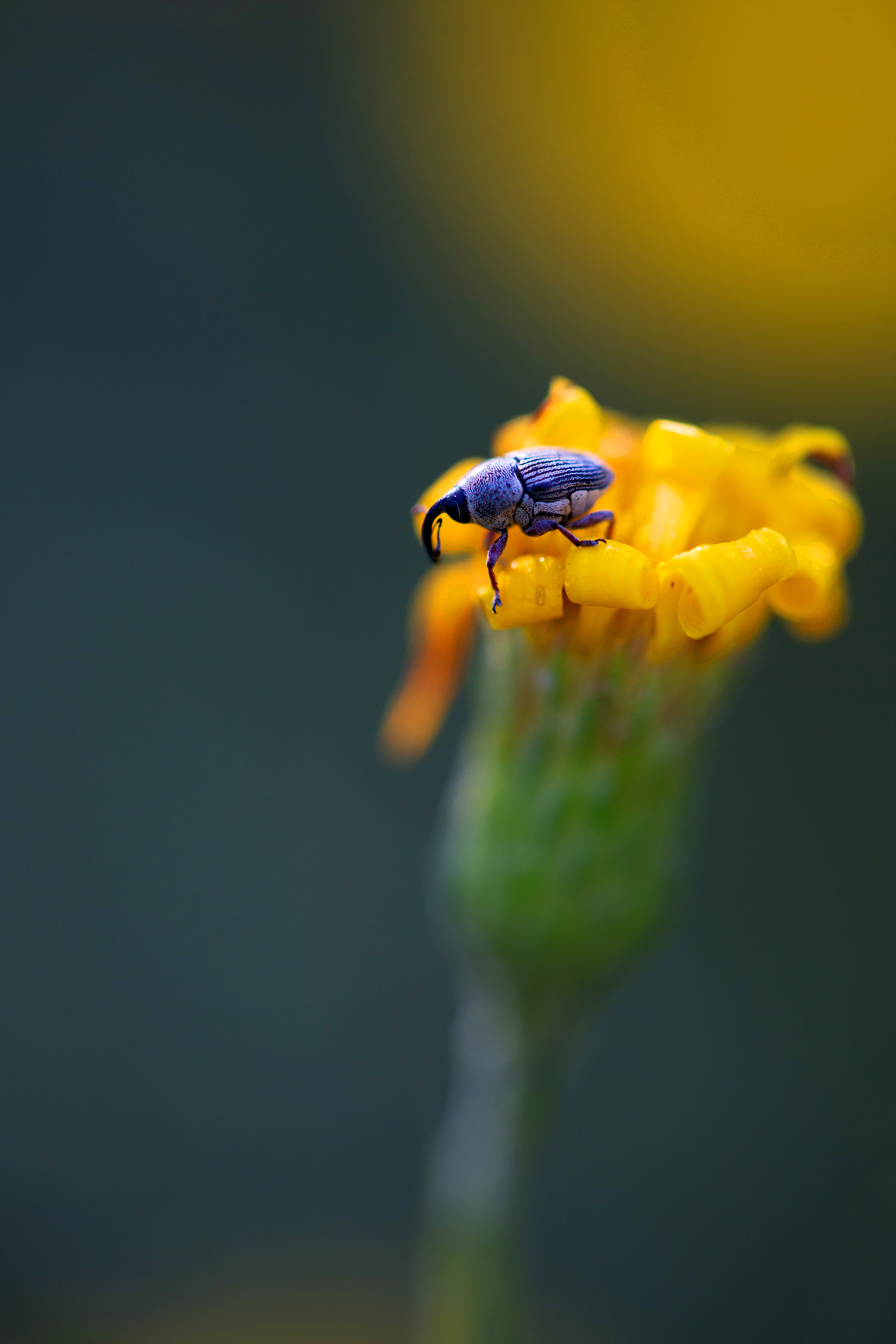 small life 20x30 metal print