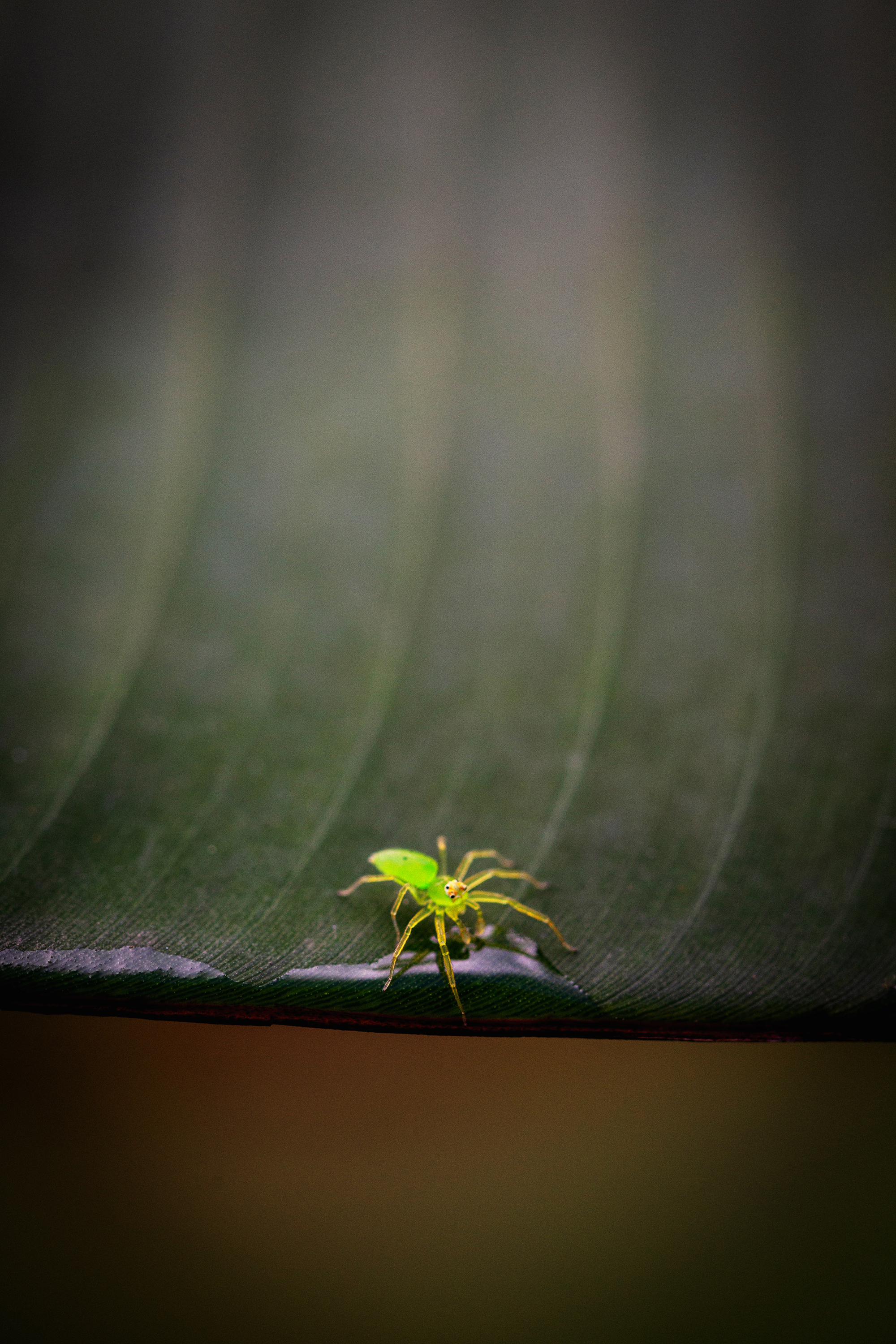 itsy 20x30 metal print