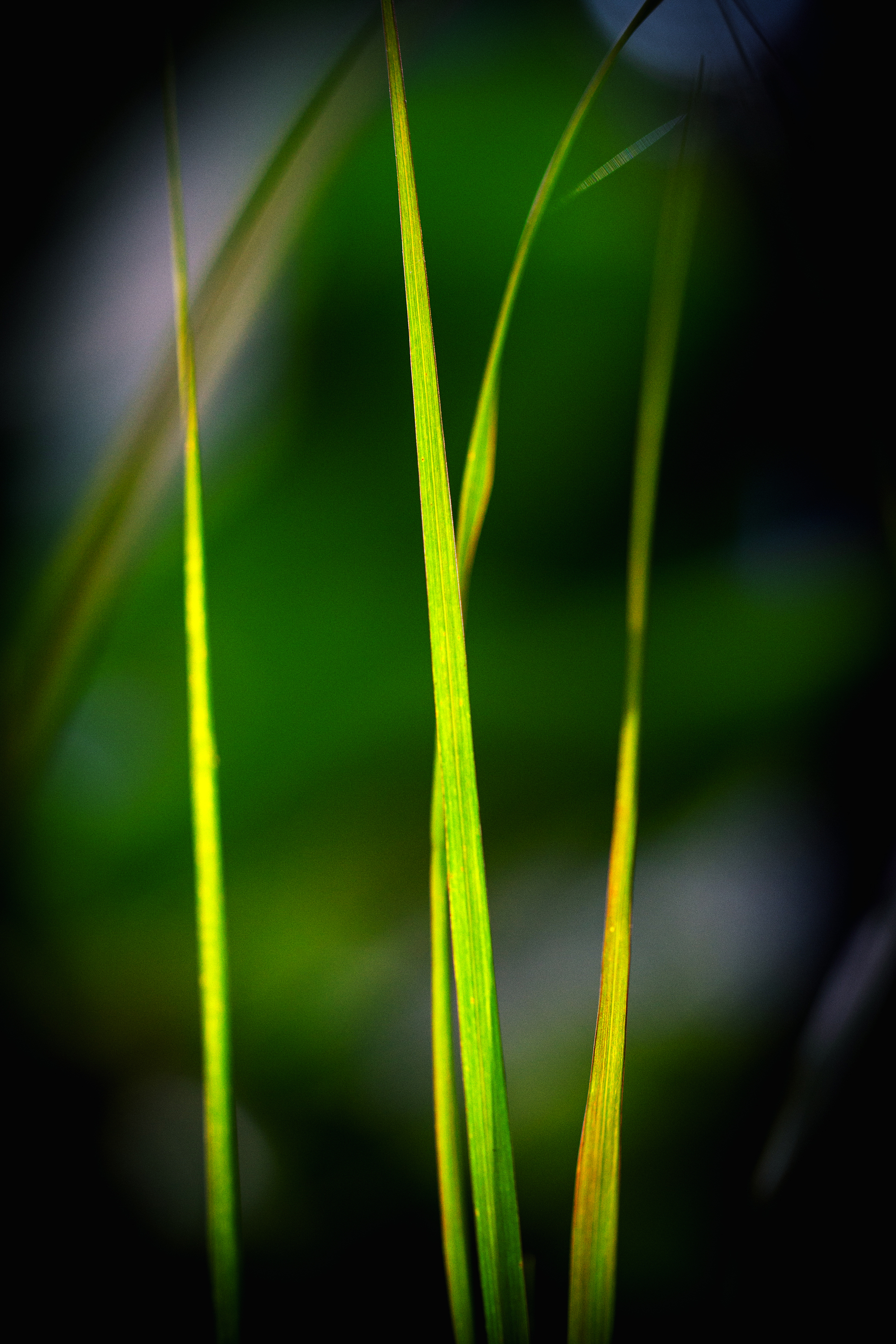 grass 20x30 metal print
