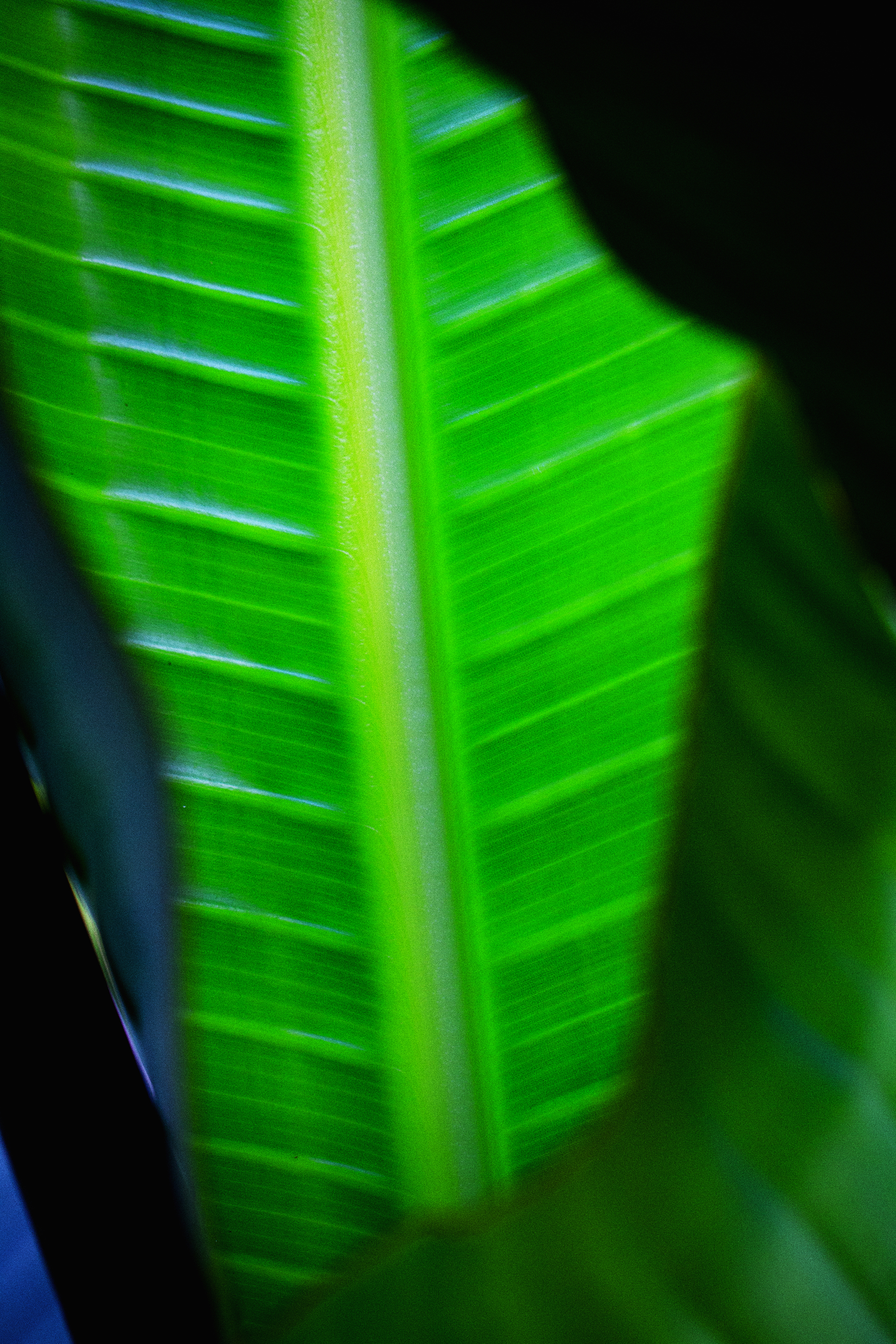 banana leaf 20x30 metal print