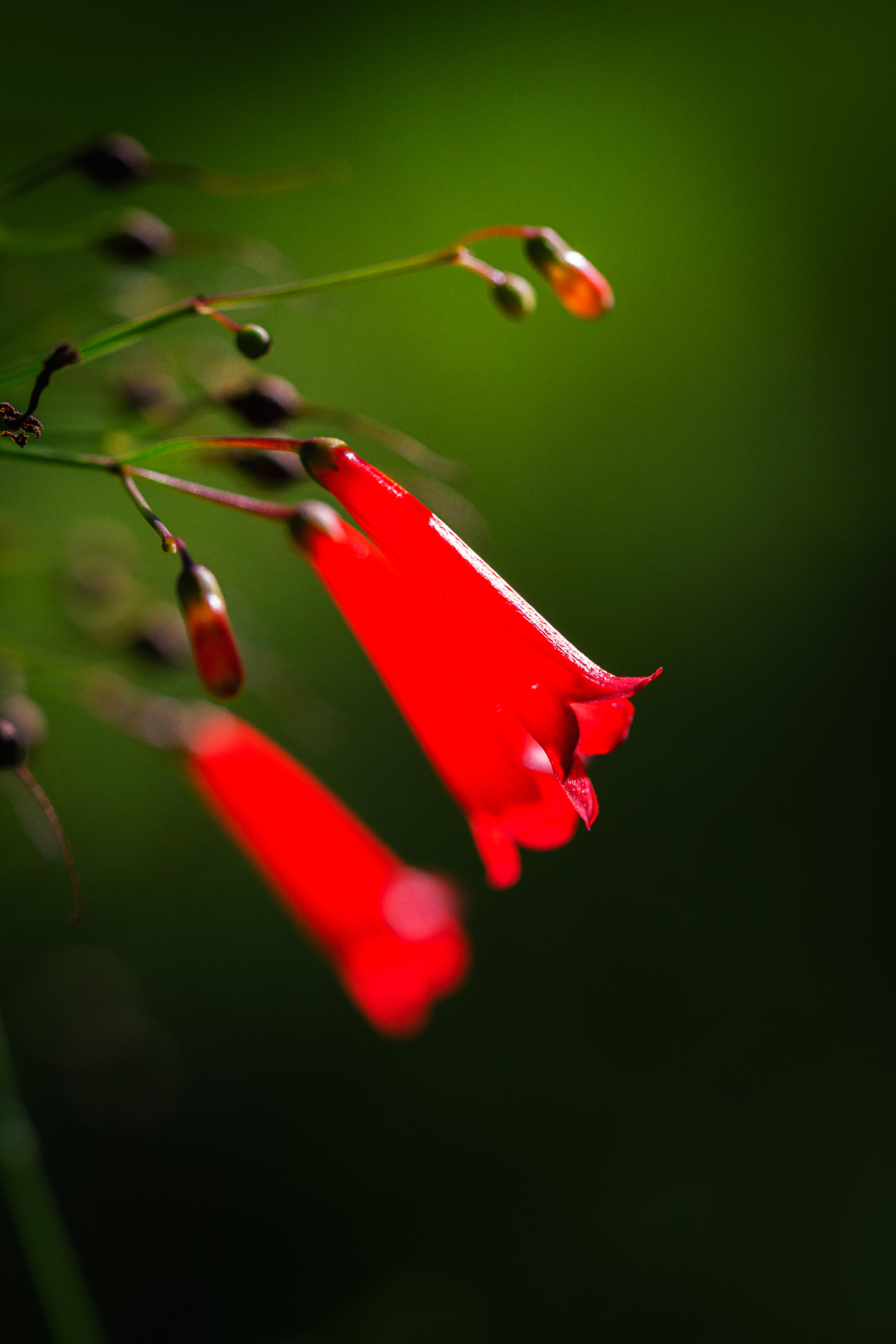 blush red 20x30 metal print