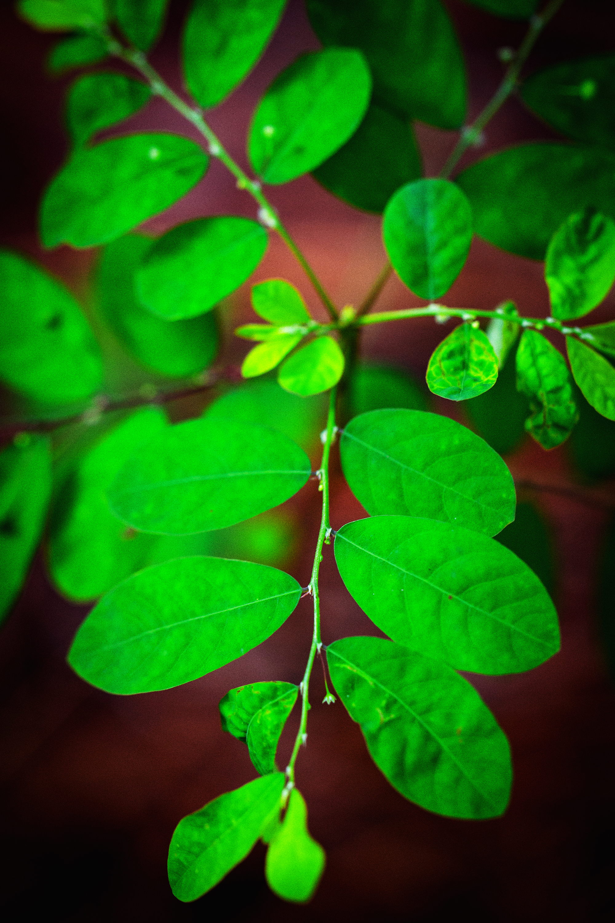 jealously 20x30 metal print