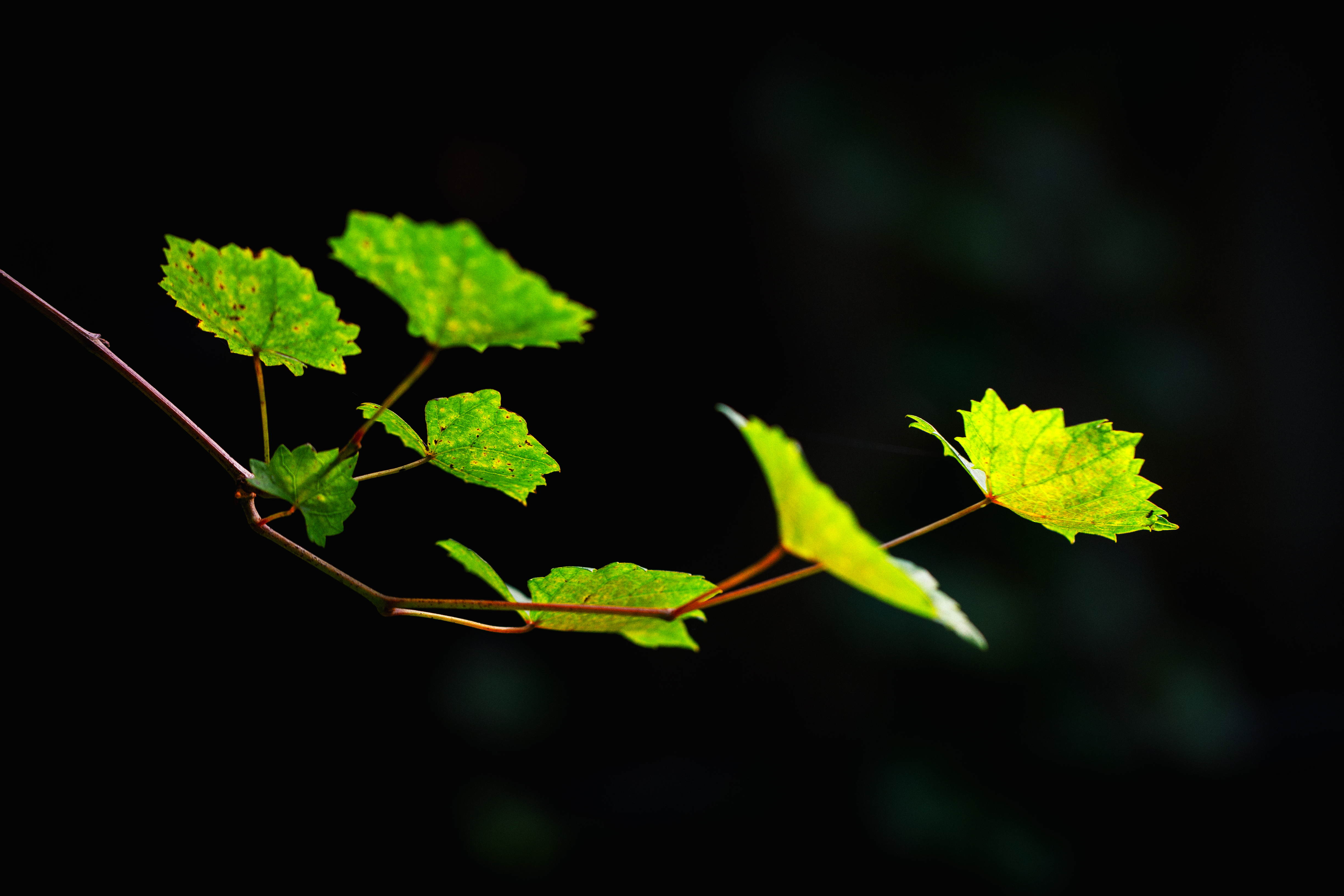 out of the dark 20x30 metal print