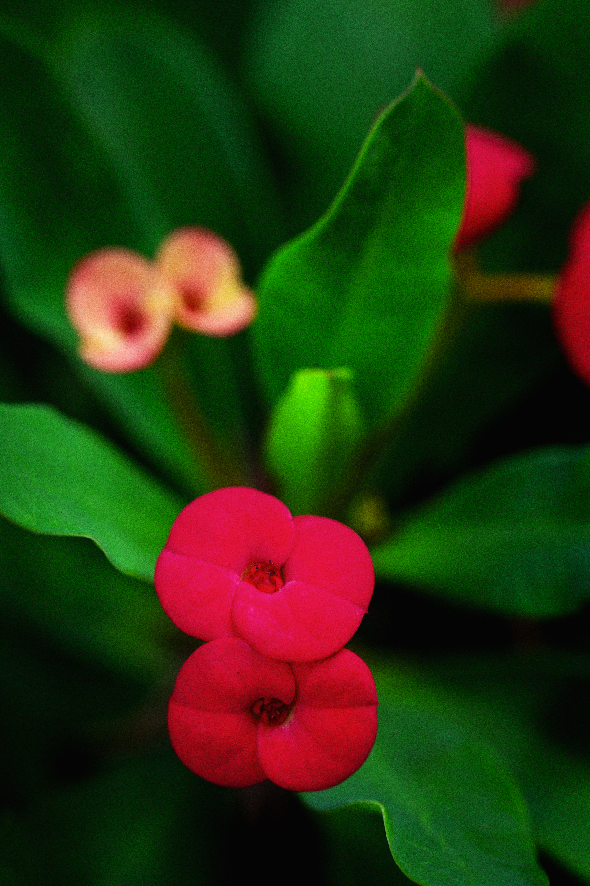 crown of thorns 20x30 metal print