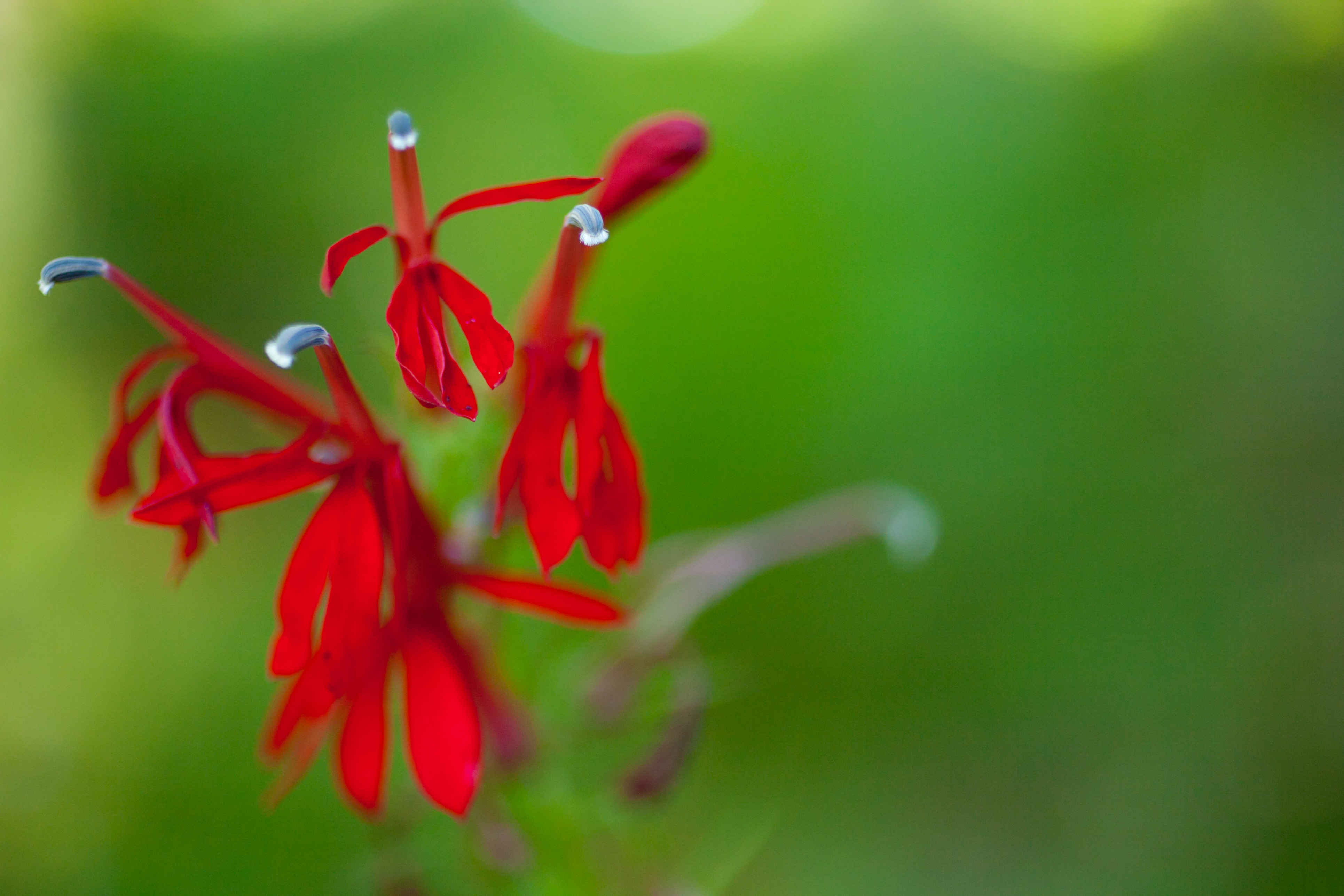 red splash 20x30 metal print
