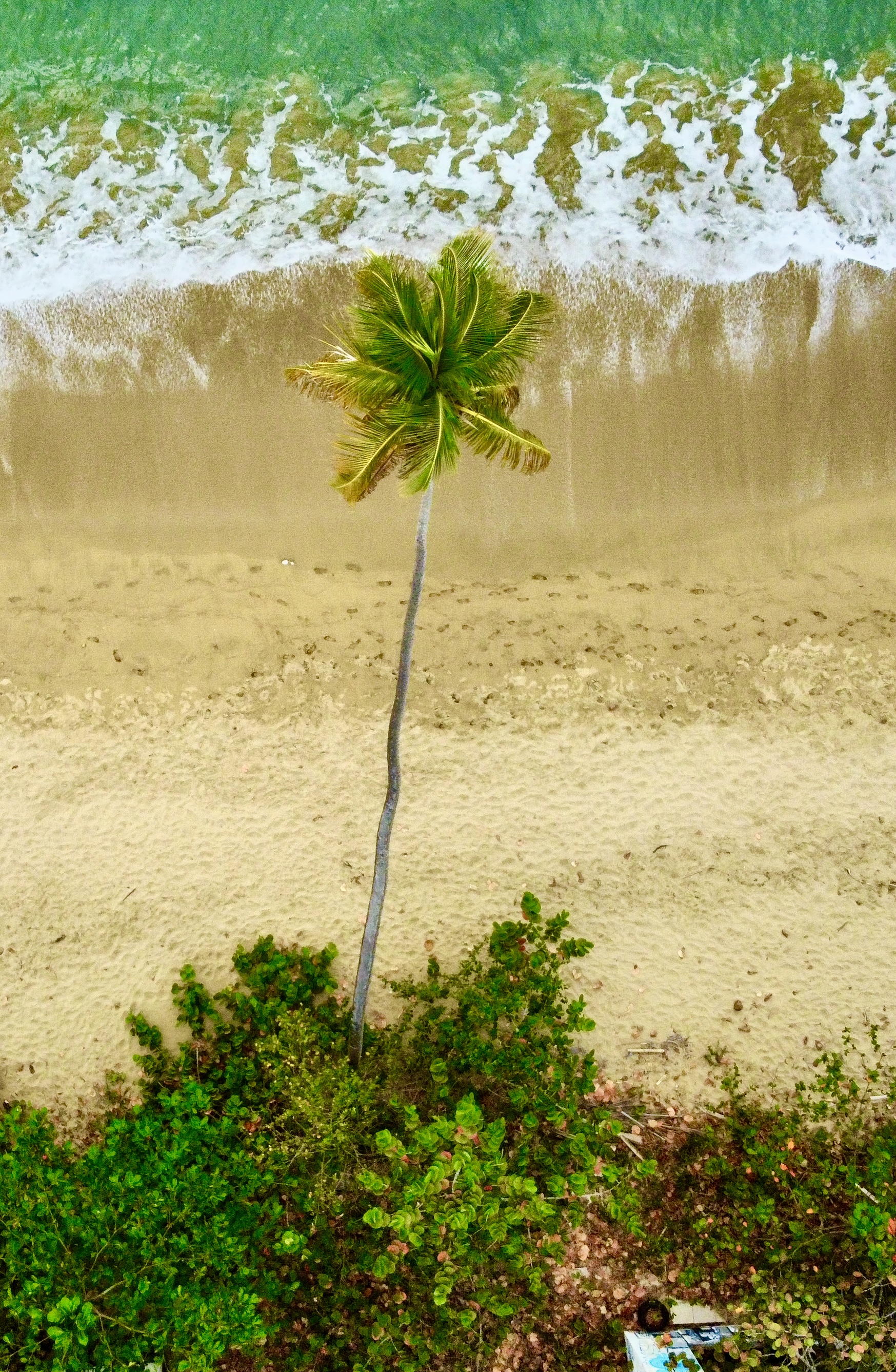 the survivor  20x30 metal print