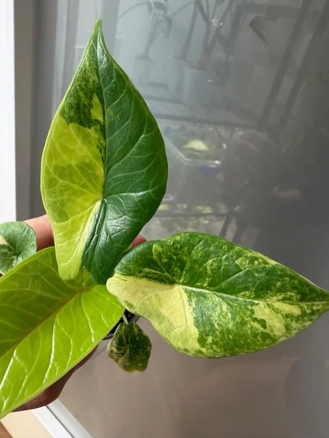 Alocasia Scalprum Aurea
