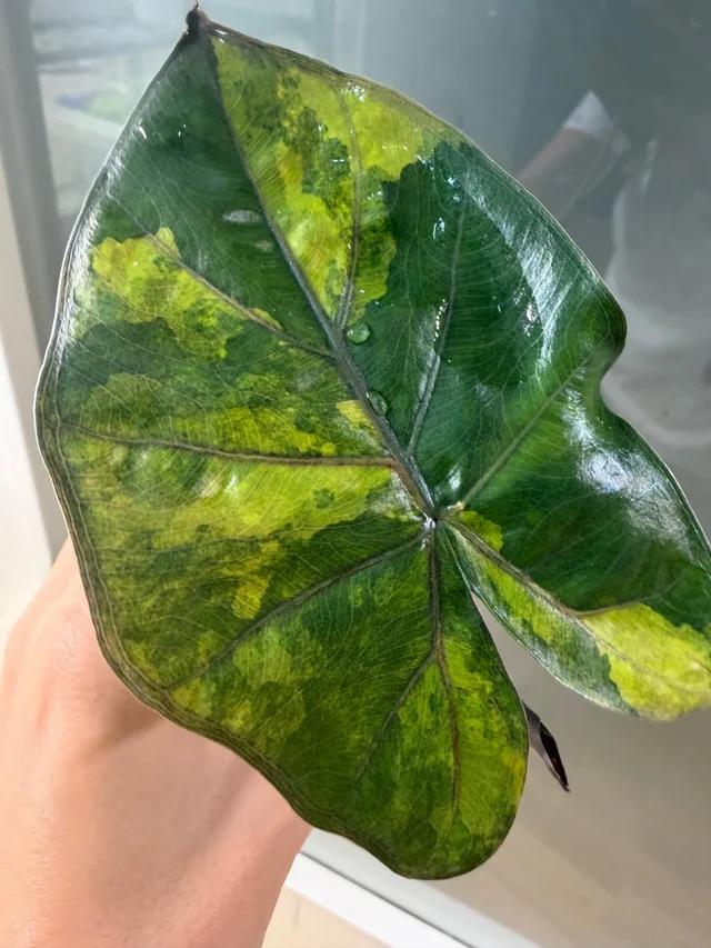 Alocasia Yucatan Princess