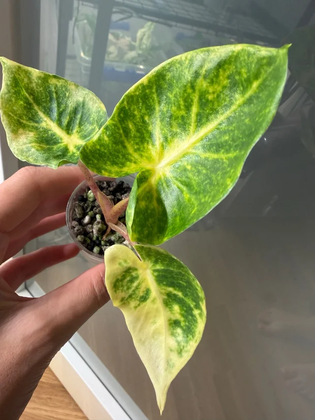 Alocasia New Guinea Gold