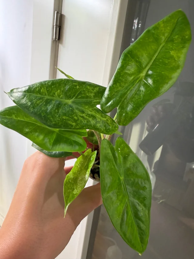 Alocasia Longiloba Aurea
