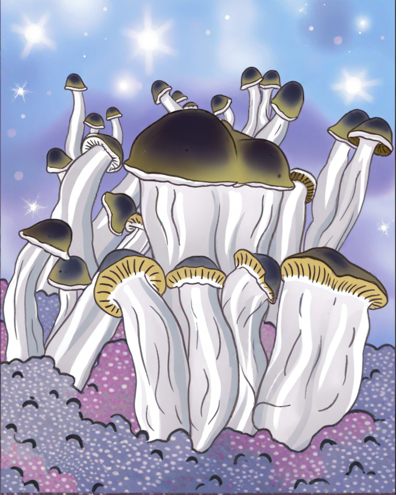 Growkit DC Mak Full Auto