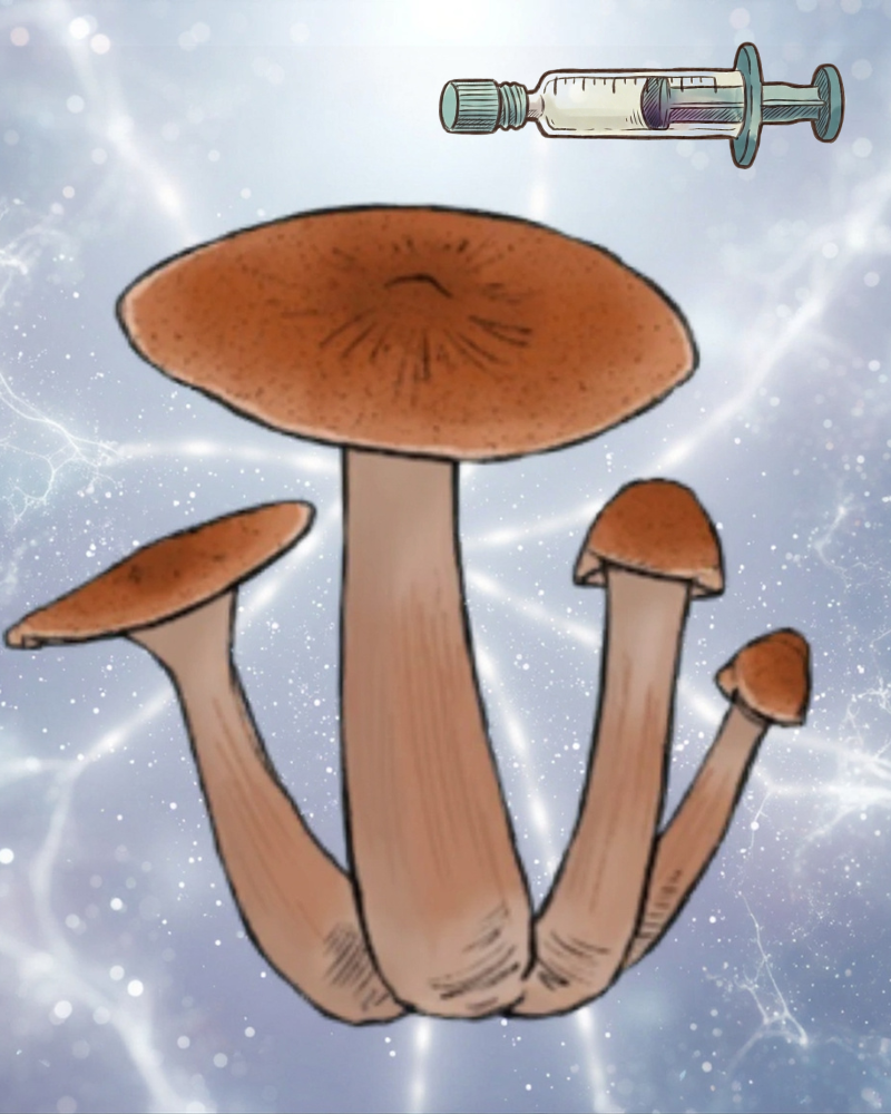 Płynne kultury Jedi Mind F**k