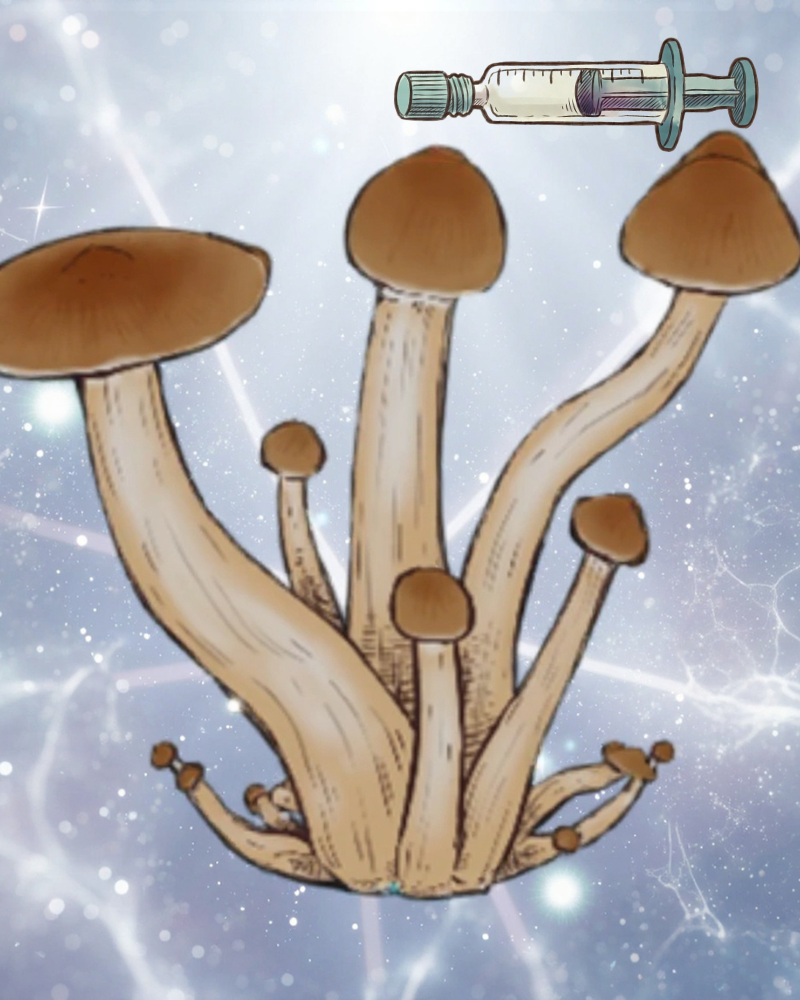 Płynne kultury Golden Teacher