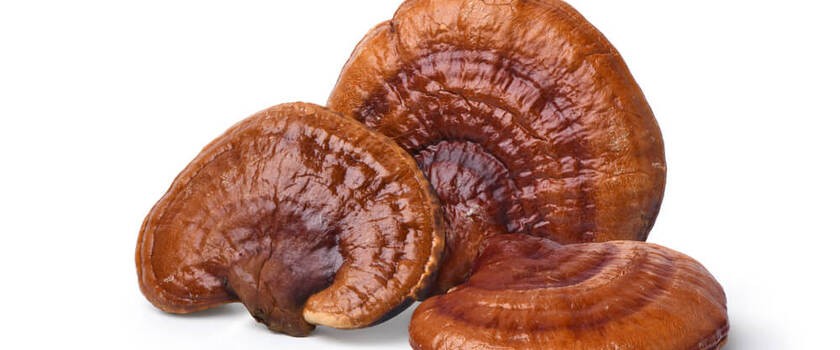 Grzyb Reishi