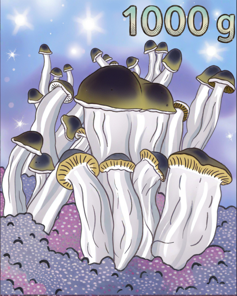 Mini Growkit DC Mak Full Auto