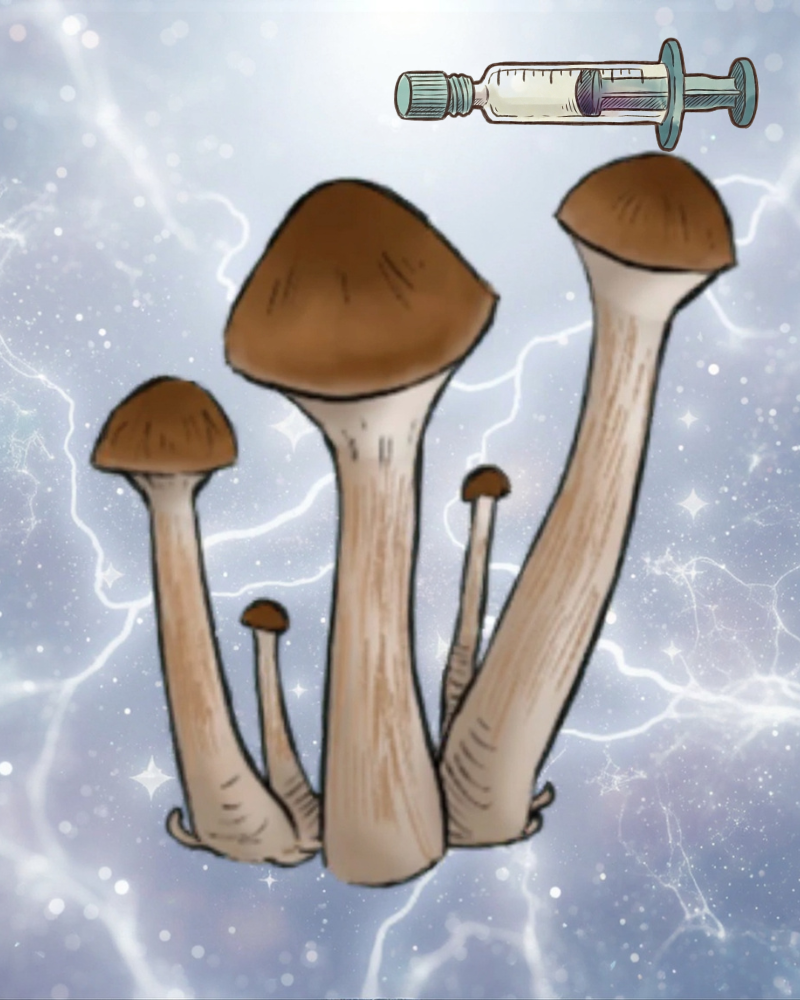 Płynne kultury Malabar