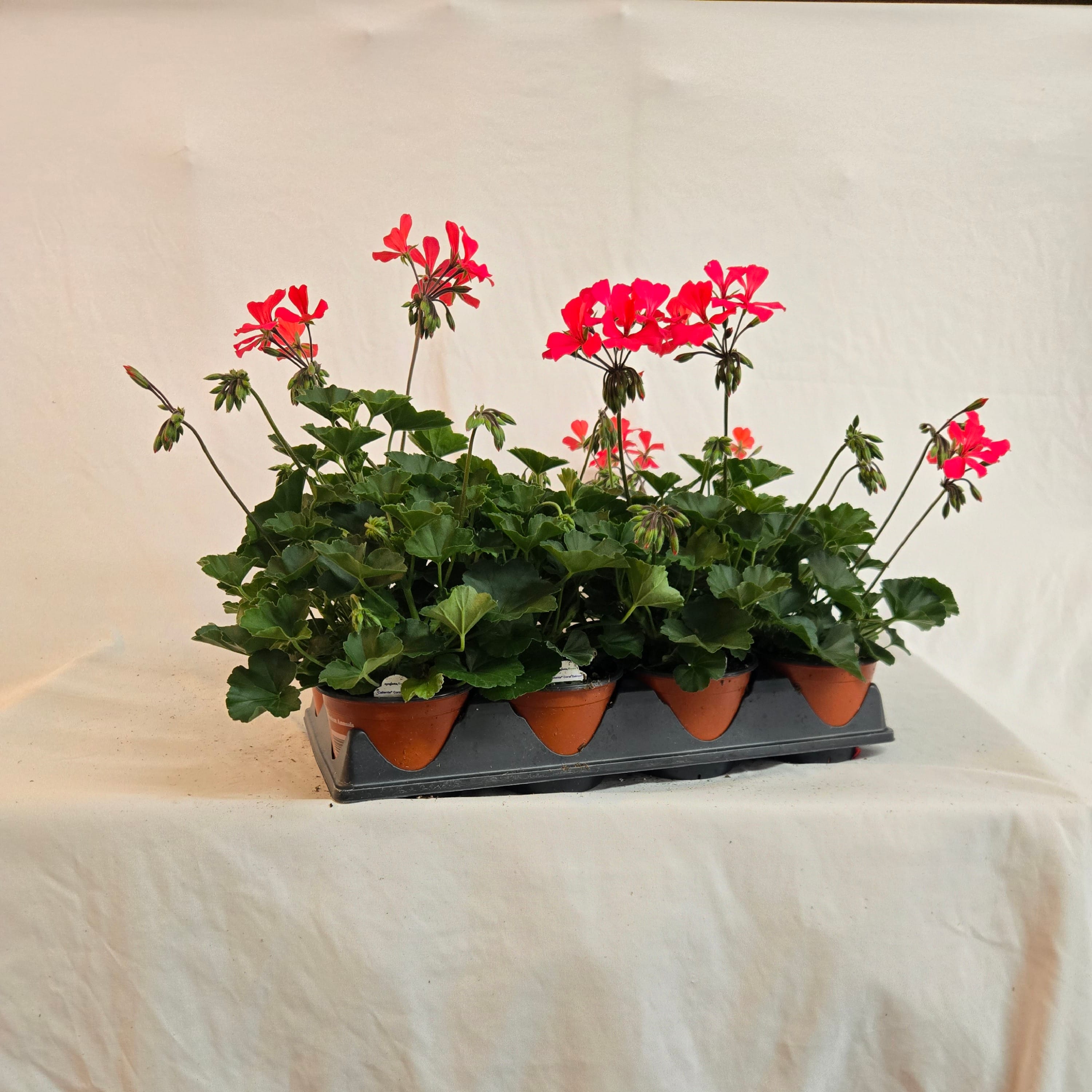 5" Caliente Ivy Geranium (Half or Full Flat)