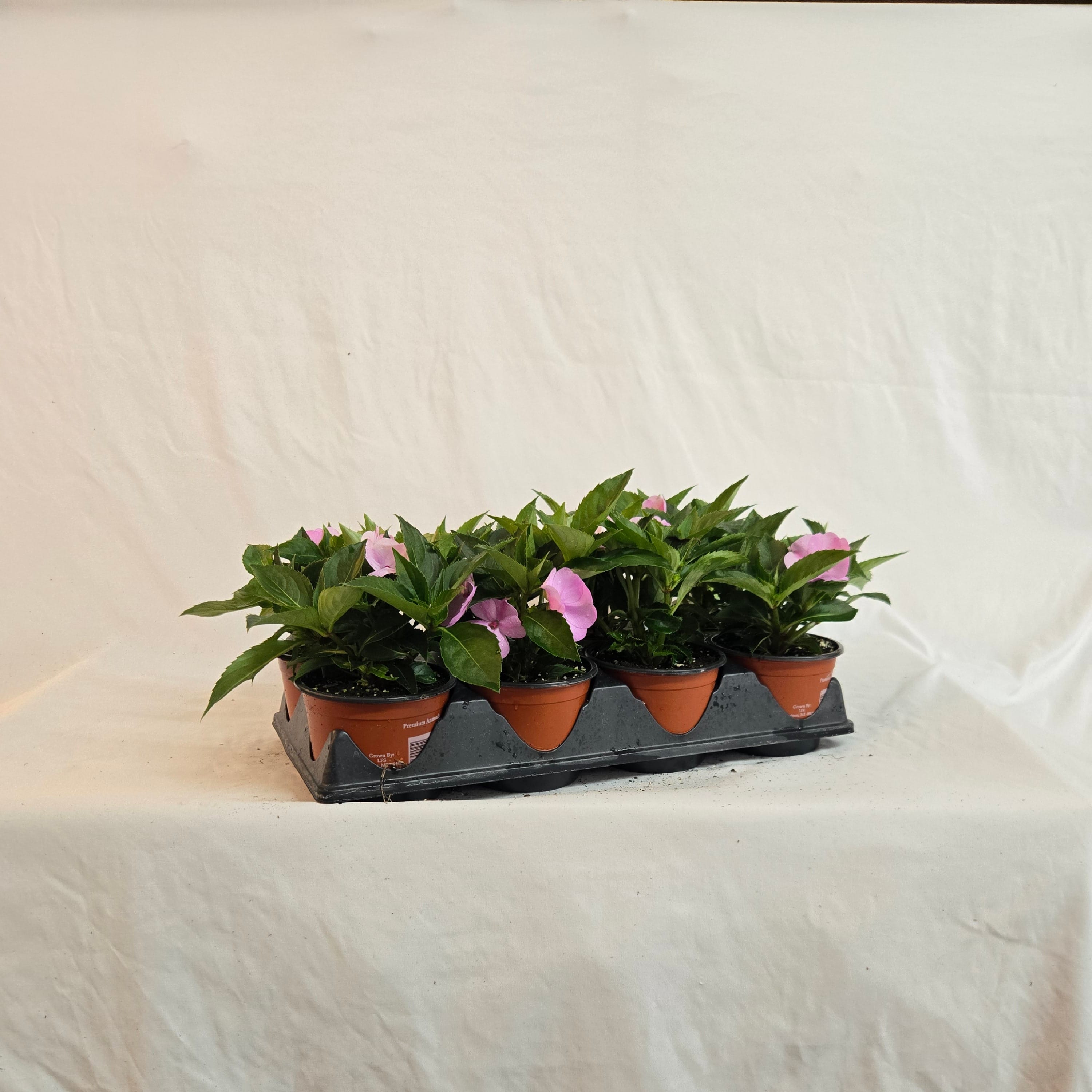 5" SunPatiens (Half or Full Flat)