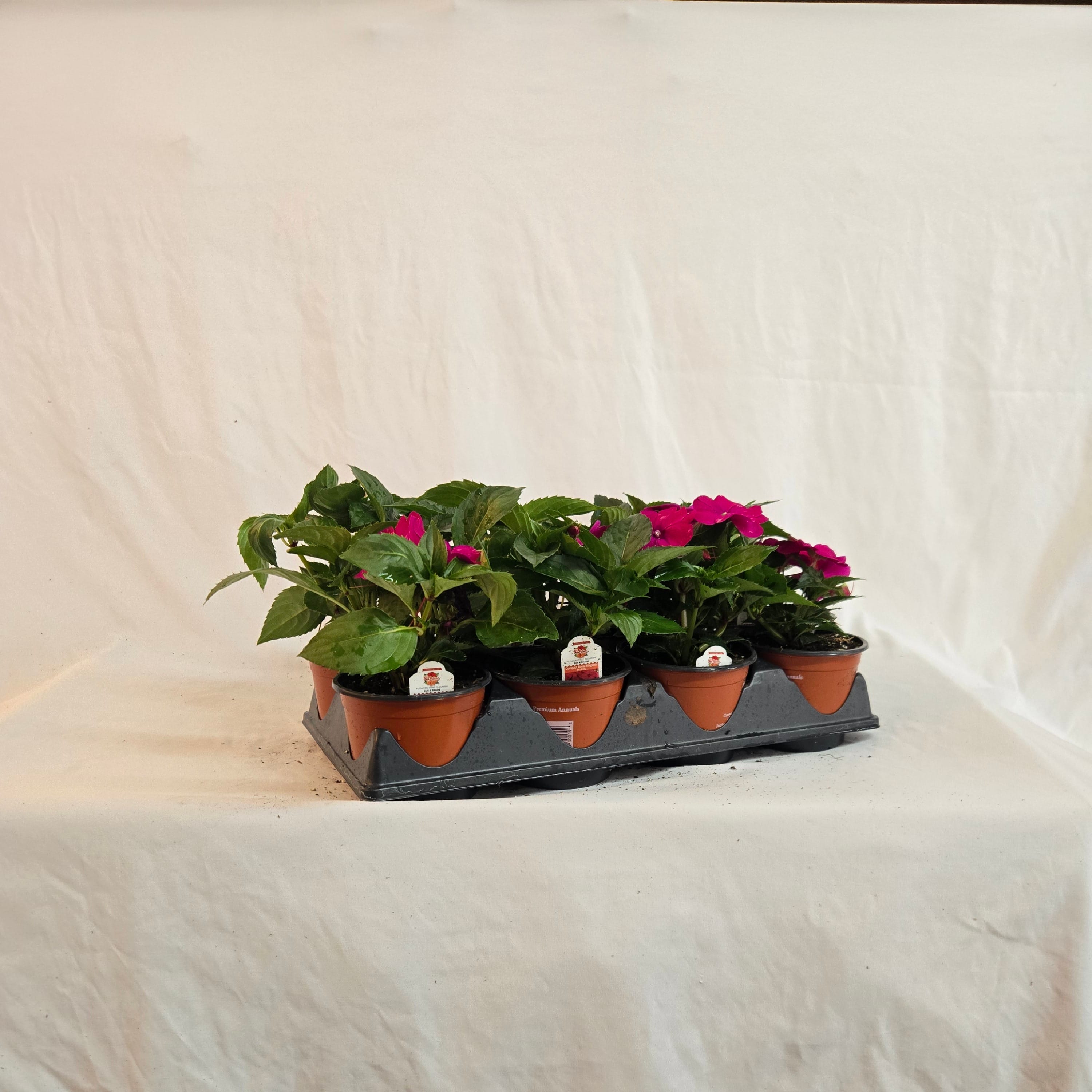 5" SunPatiens (Half or Full Flat)