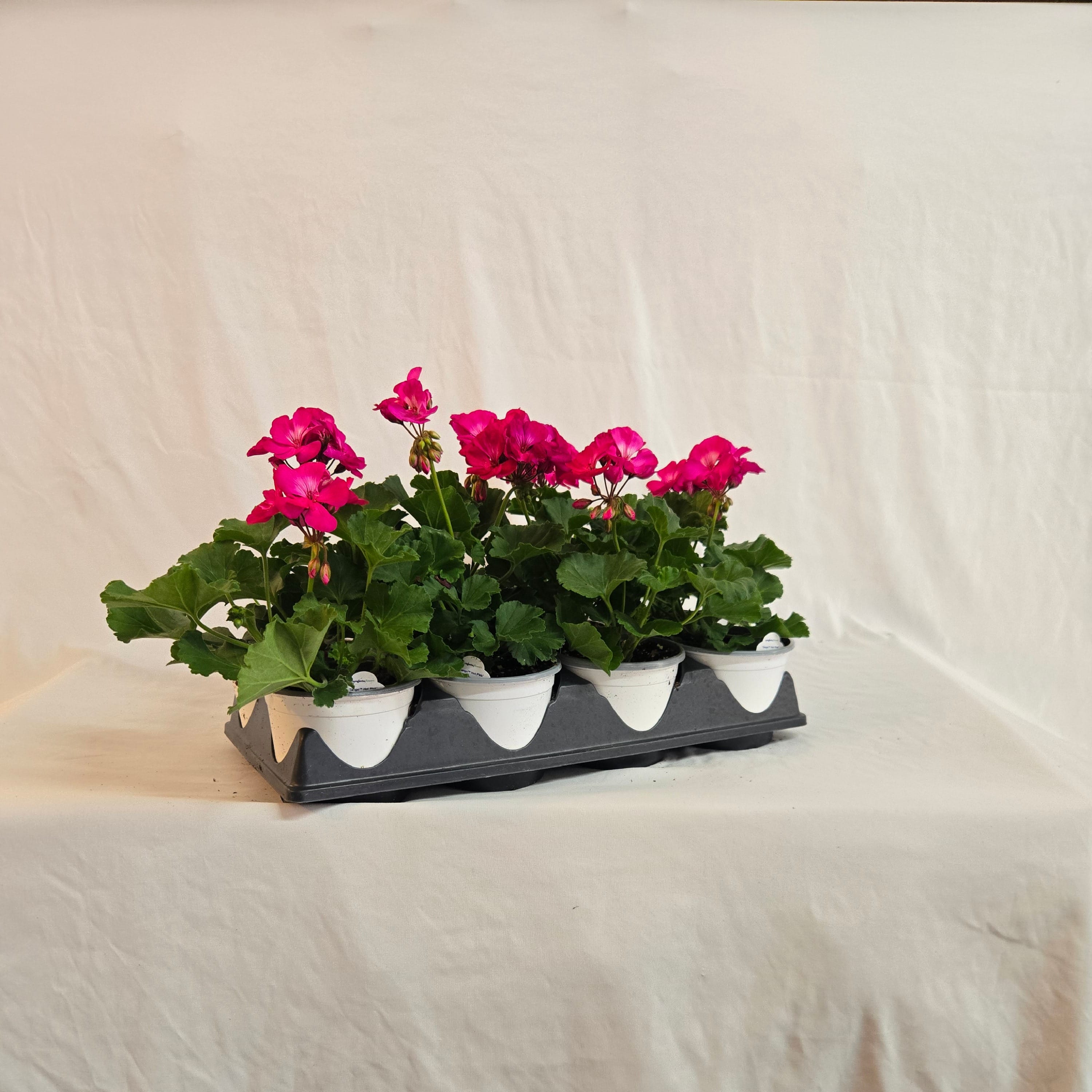 5" Zonal Geranium (Half or Full Flat)