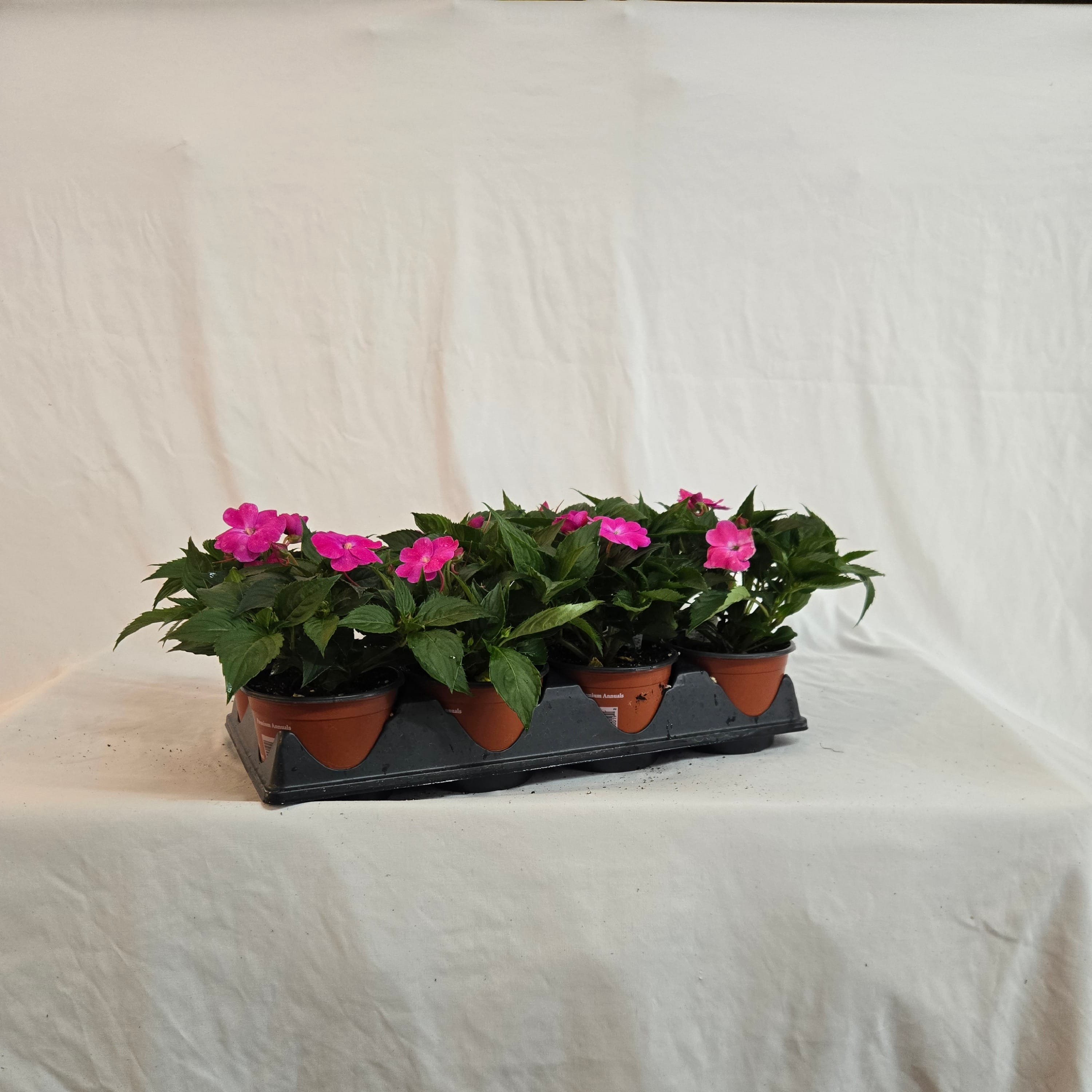 5" SunPatiens (Half or Full Flat)