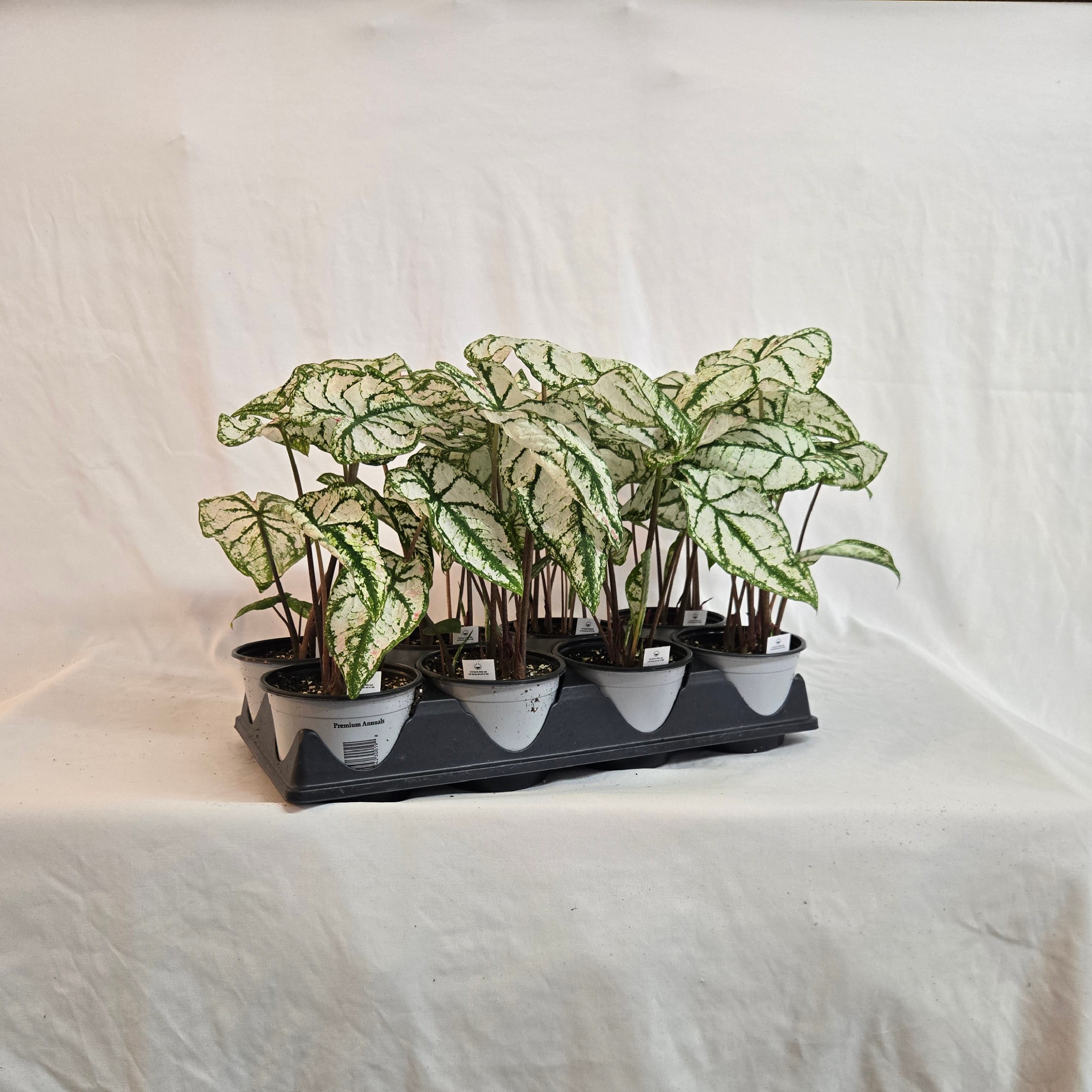 5" Caladium (Half or Full Flat)