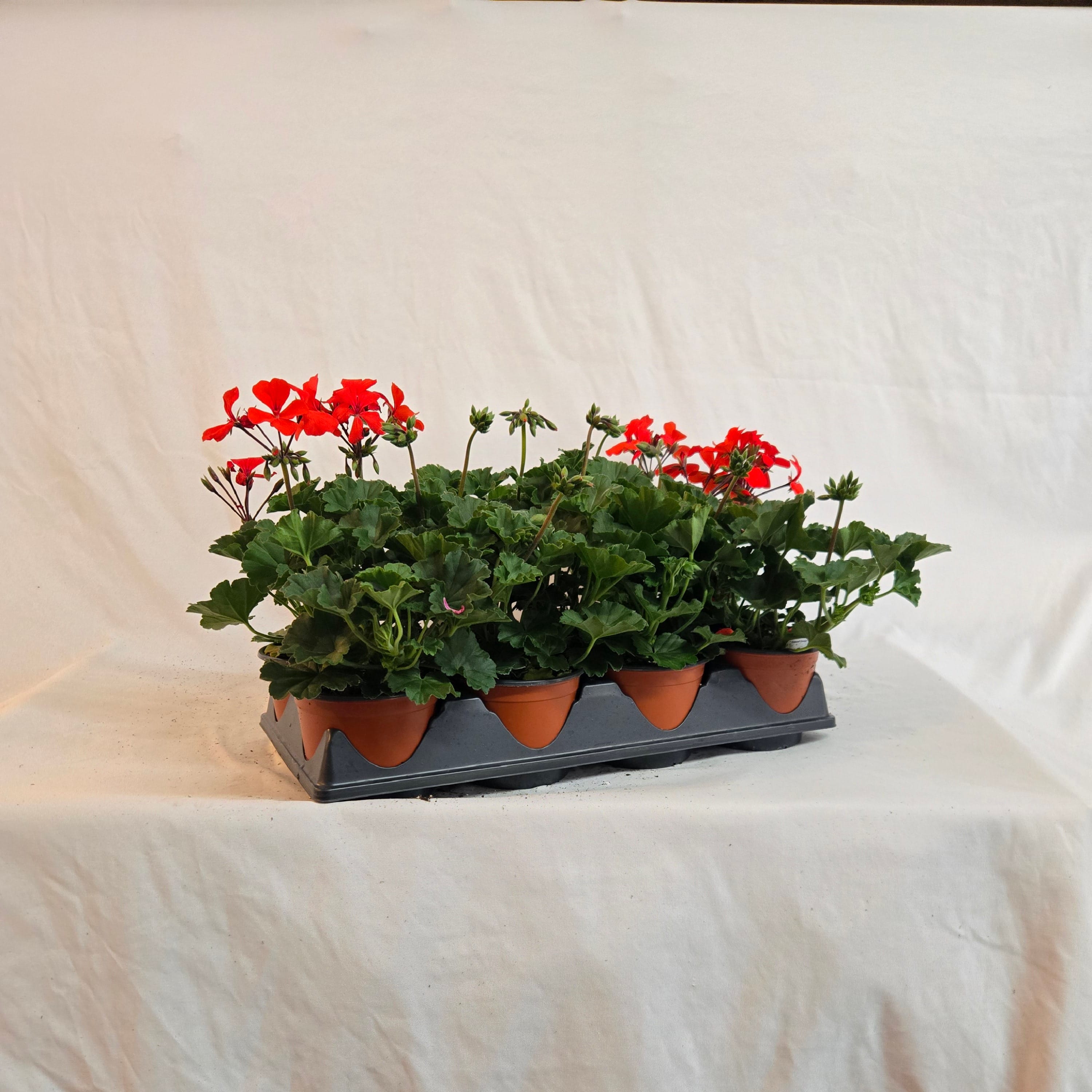 5" Caliente Ivy Geranium (Half or Full Flat)
