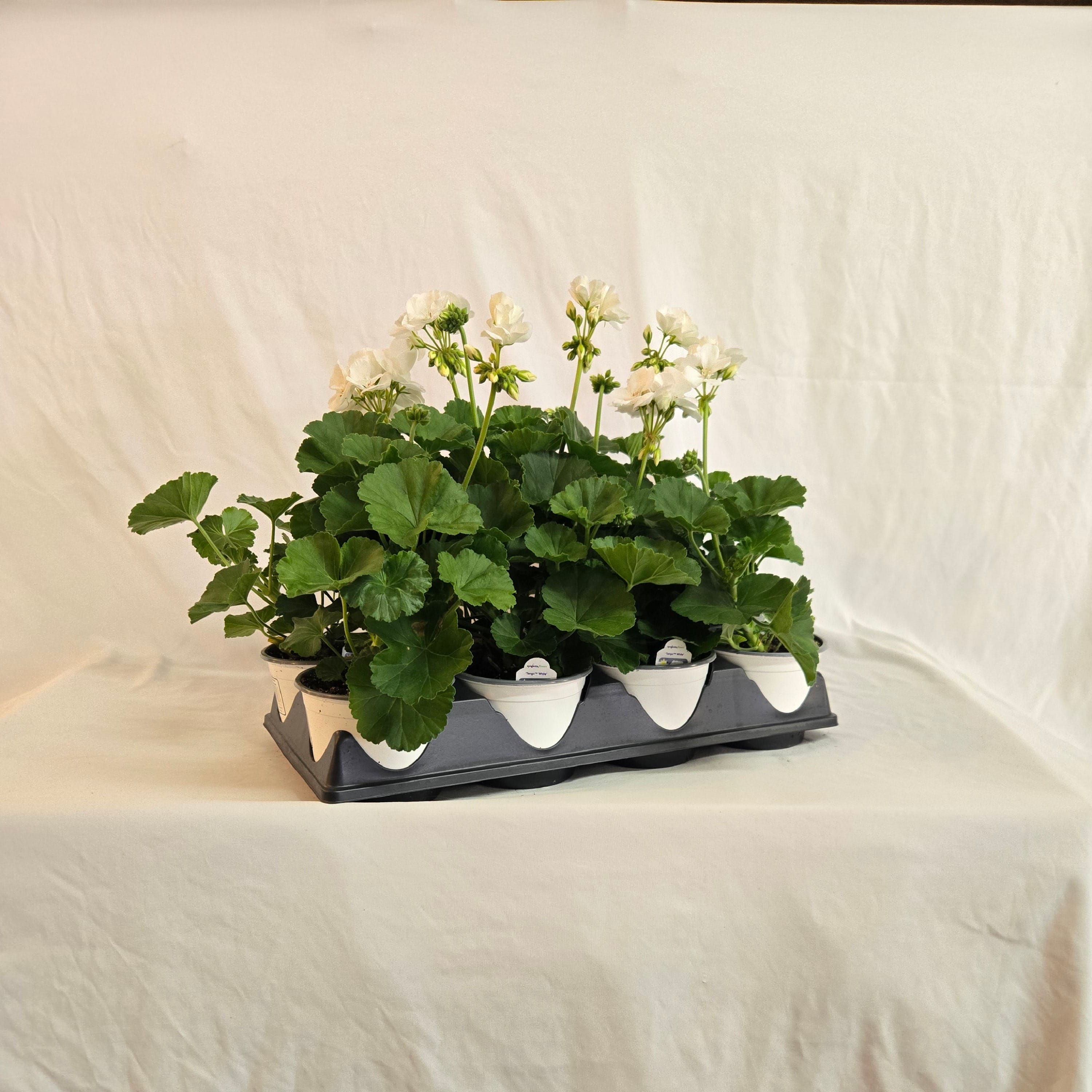 5" Zonal Geranium (Half or Full Flat)