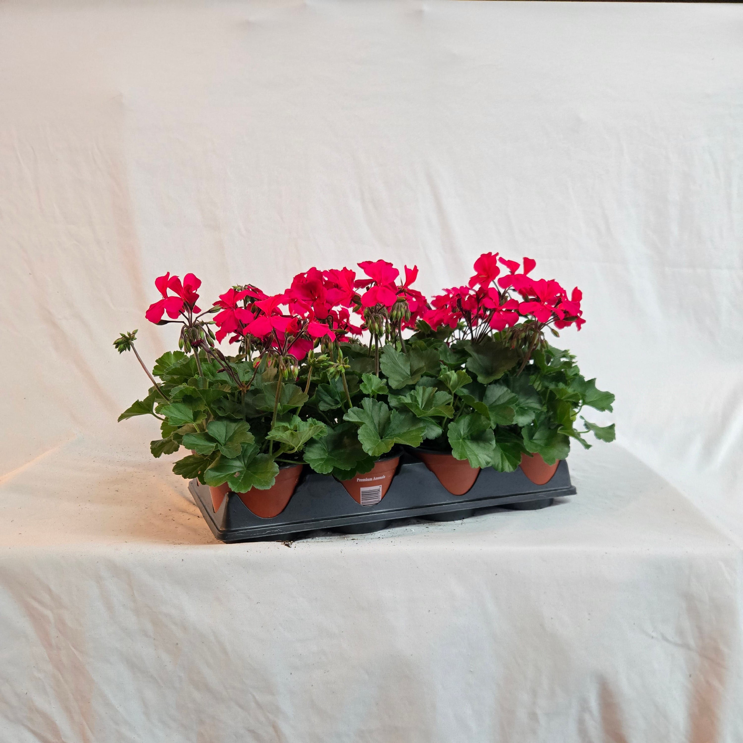 5" Caliente Ivy Geranium (Half or Full Flat)