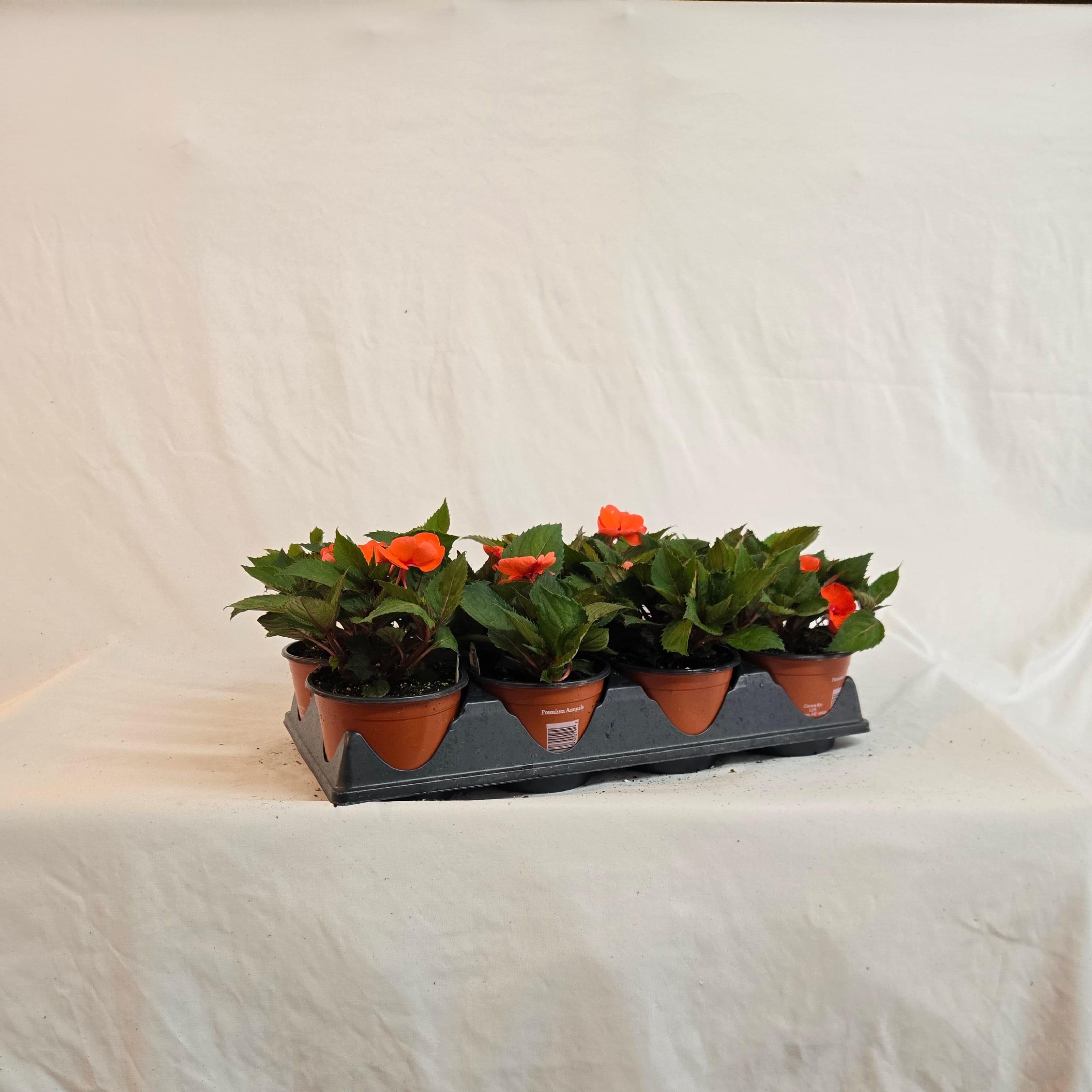 5" SunPatiens (Half or Full Flat)