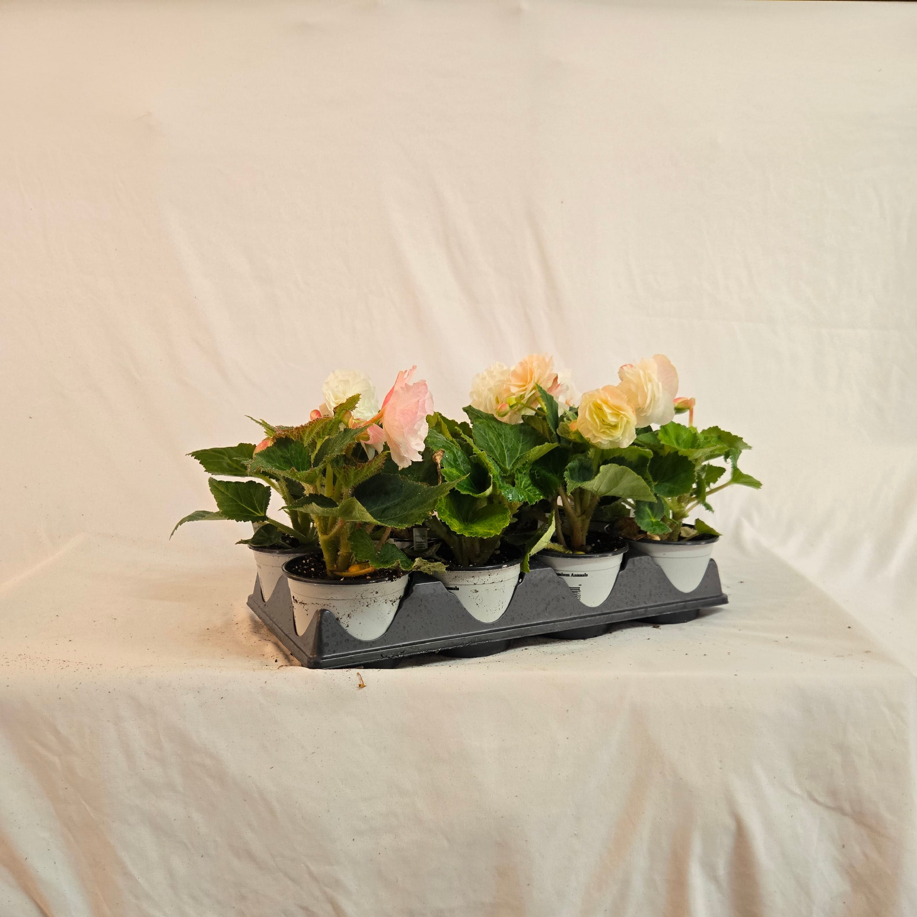5" Non-Stop Begonia (Half or Full Flat)