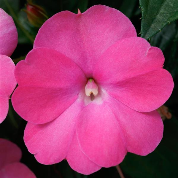 SunPatiens/Combination