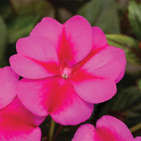 SunPatiens/Combination