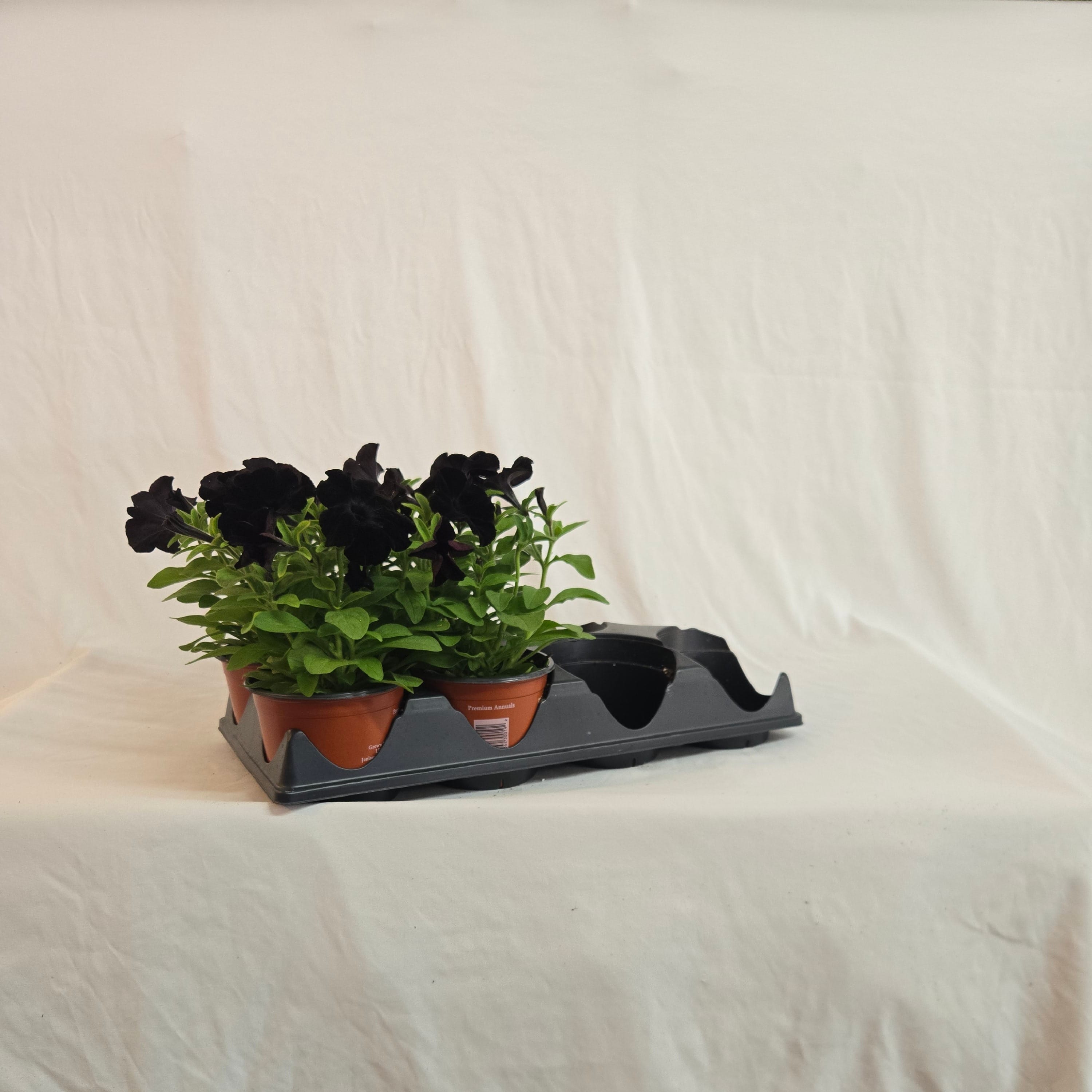 5" Black Petunia (Half or Full Flat)