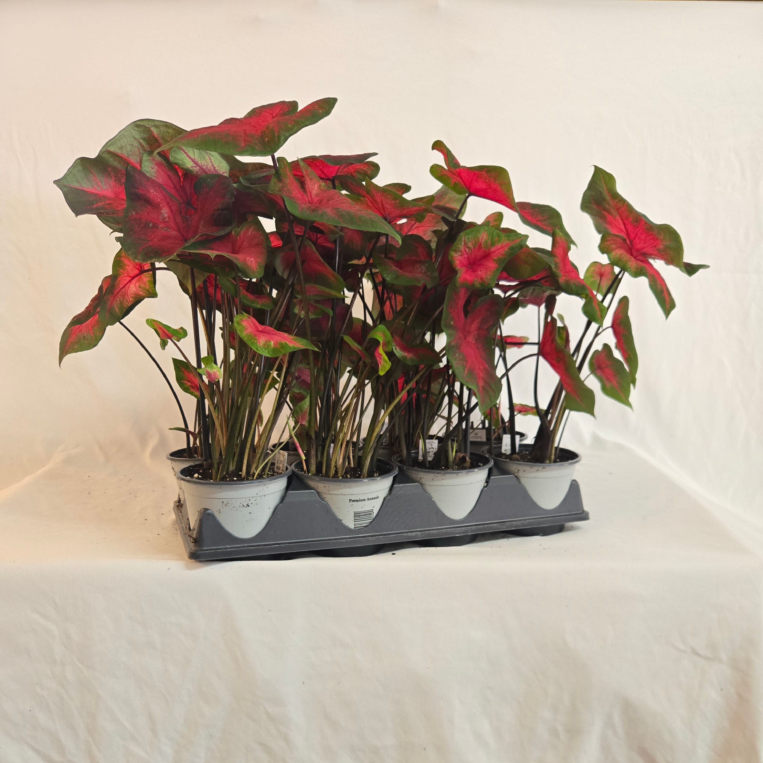 5" Caladium (Half or Full Flat)