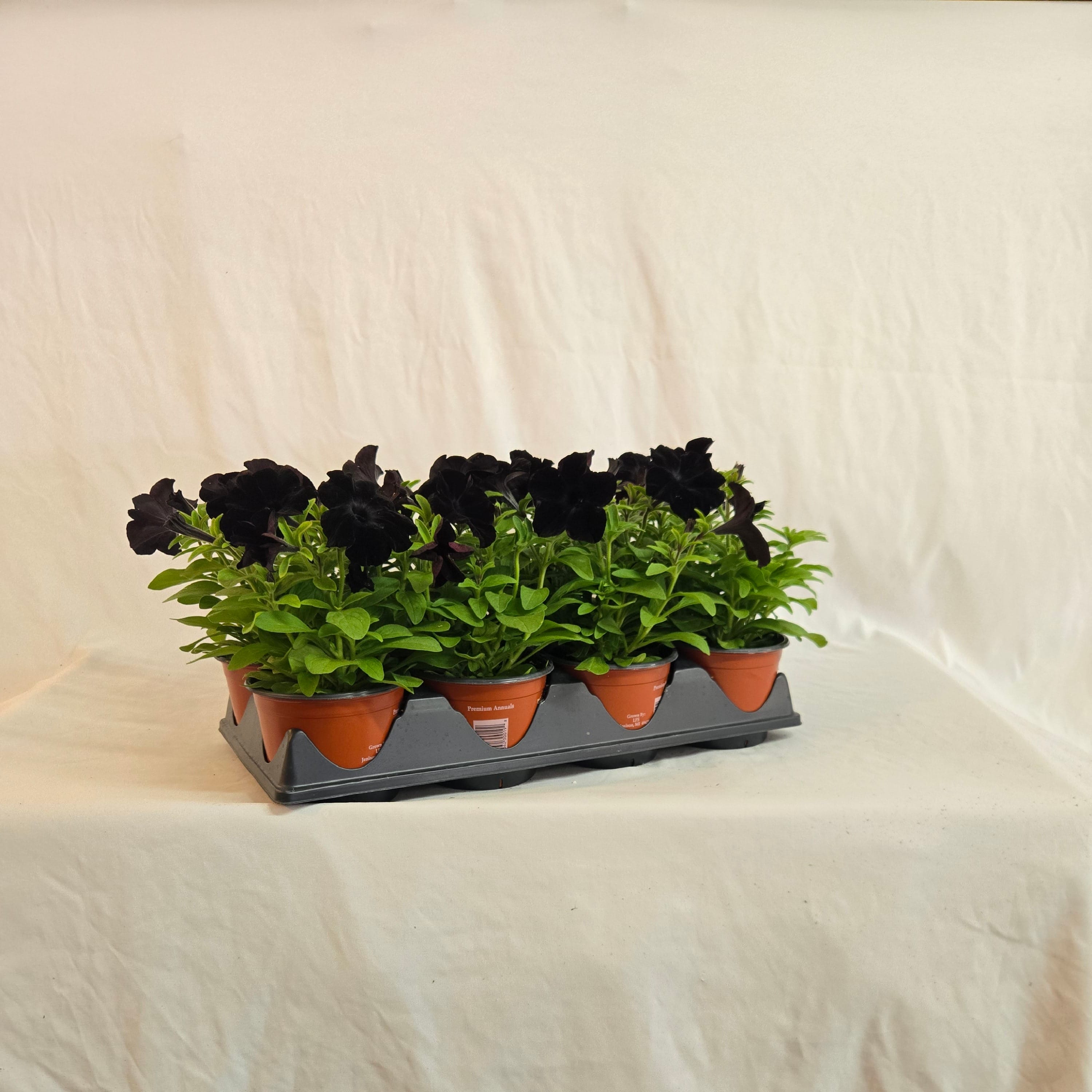 5" Black Petunia (Half or Full Flat)