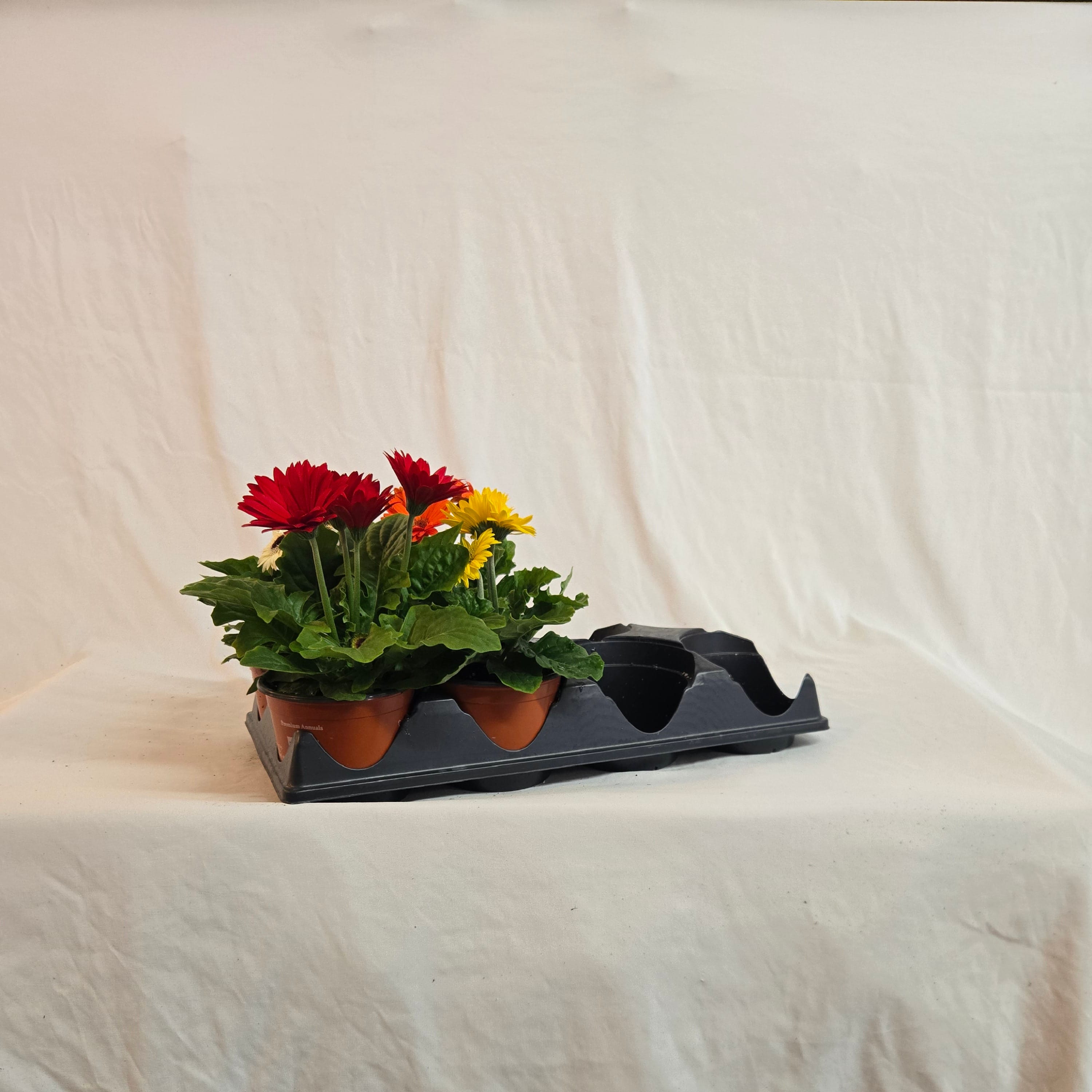 5" Gerbera (Half or Full Flat)