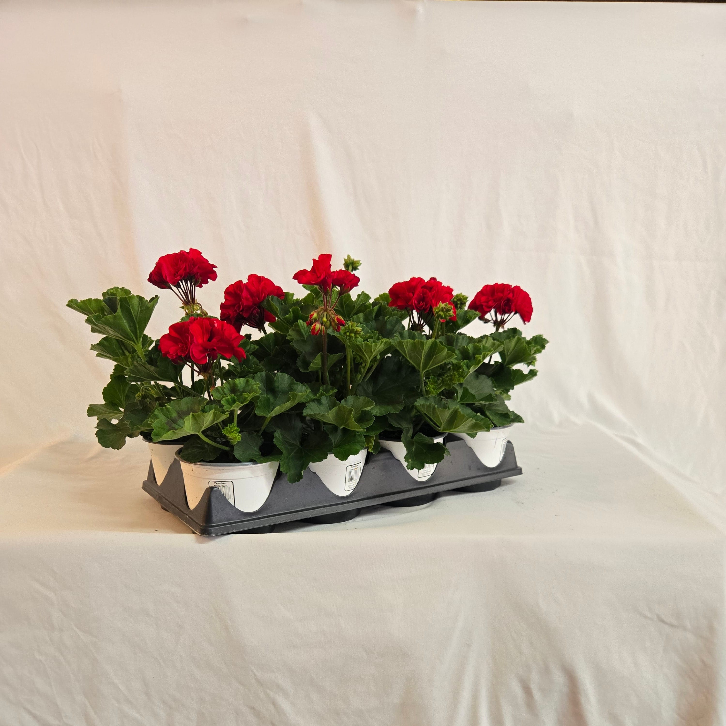 5" Zonal Geranium (Half or Full Flat)