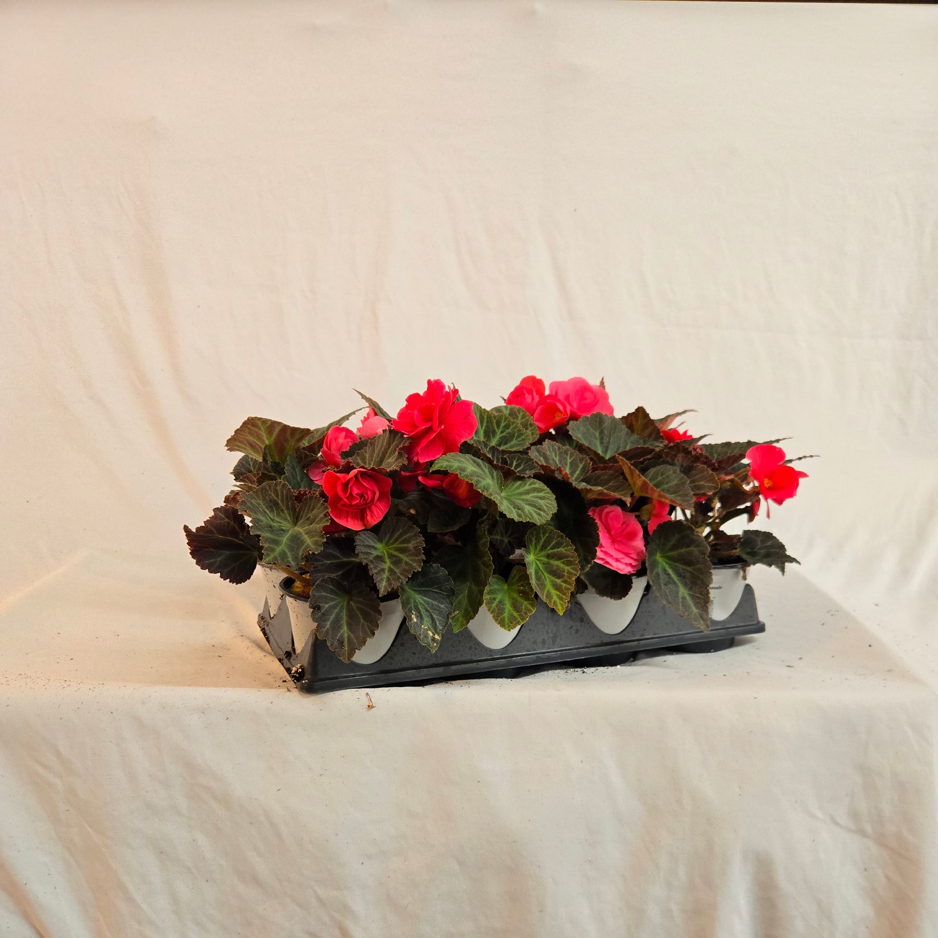 5" Non-Stop Begonia (Half or Full Flat)