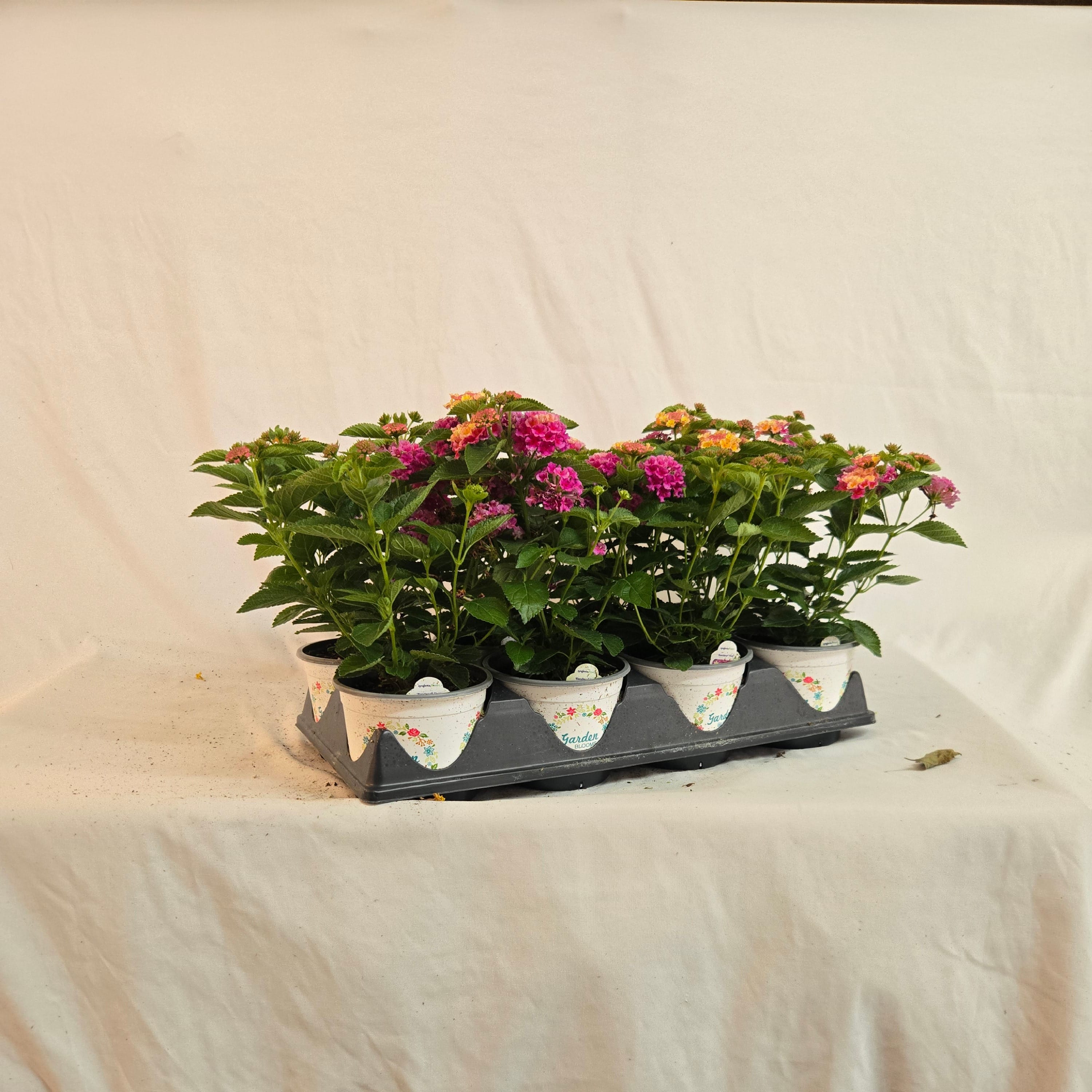 5" Lantana (Half or Full Flat)